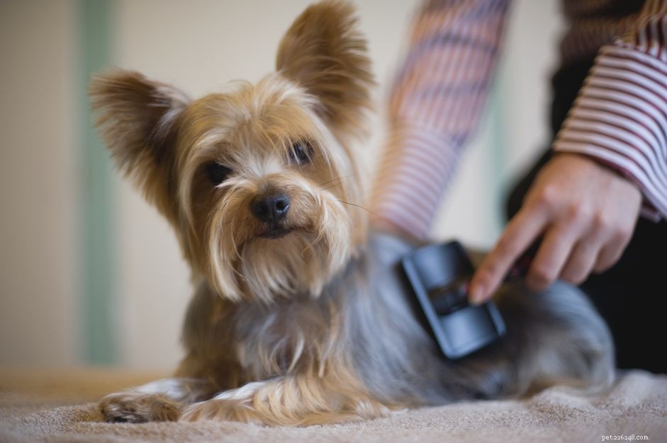 Top 10 Low‑Shedding Dog Breeds for Allergy‑Friendly Homes