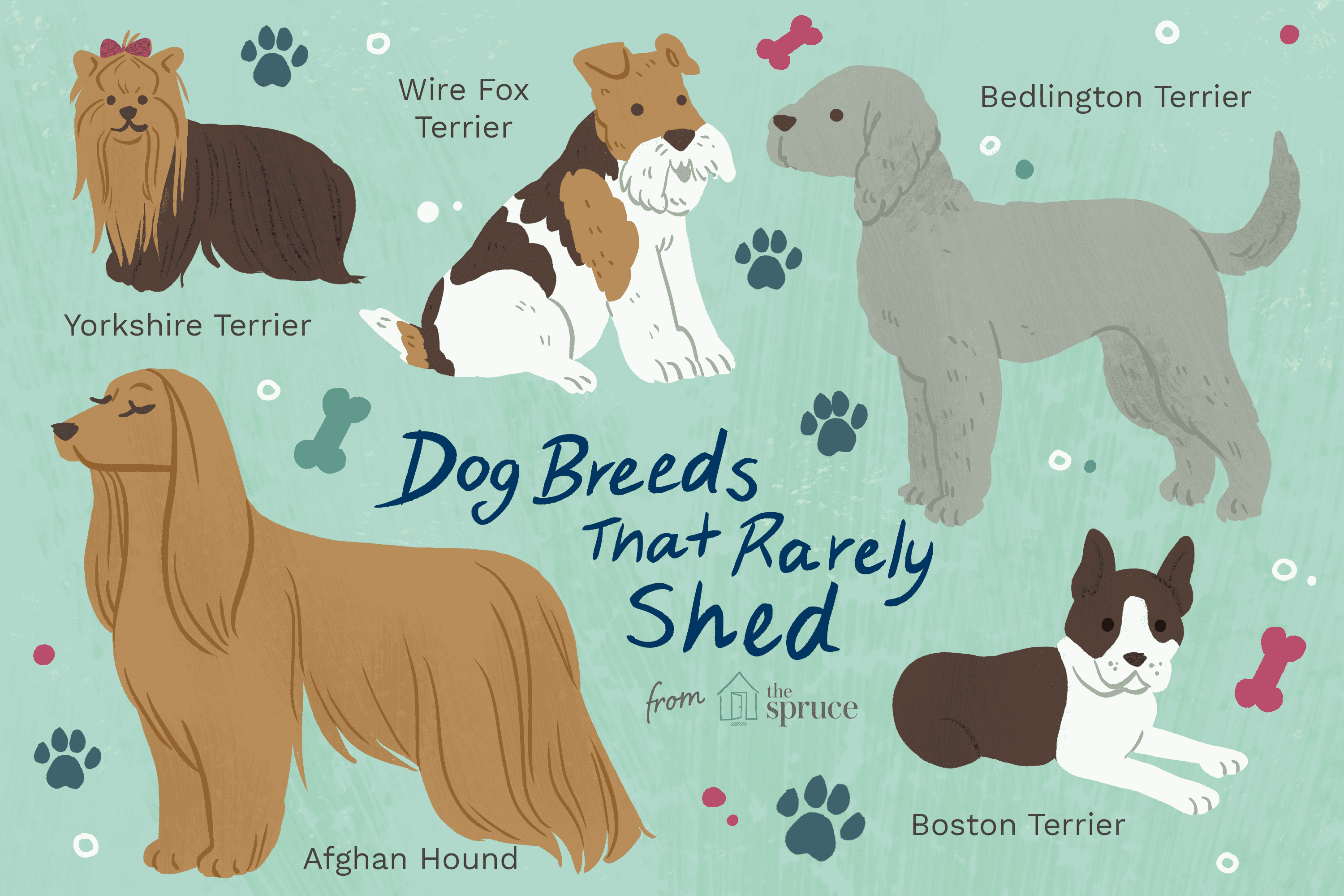 Top 10 Low‑Shedding Dog Breeds for Allergy‑Friendly Homes