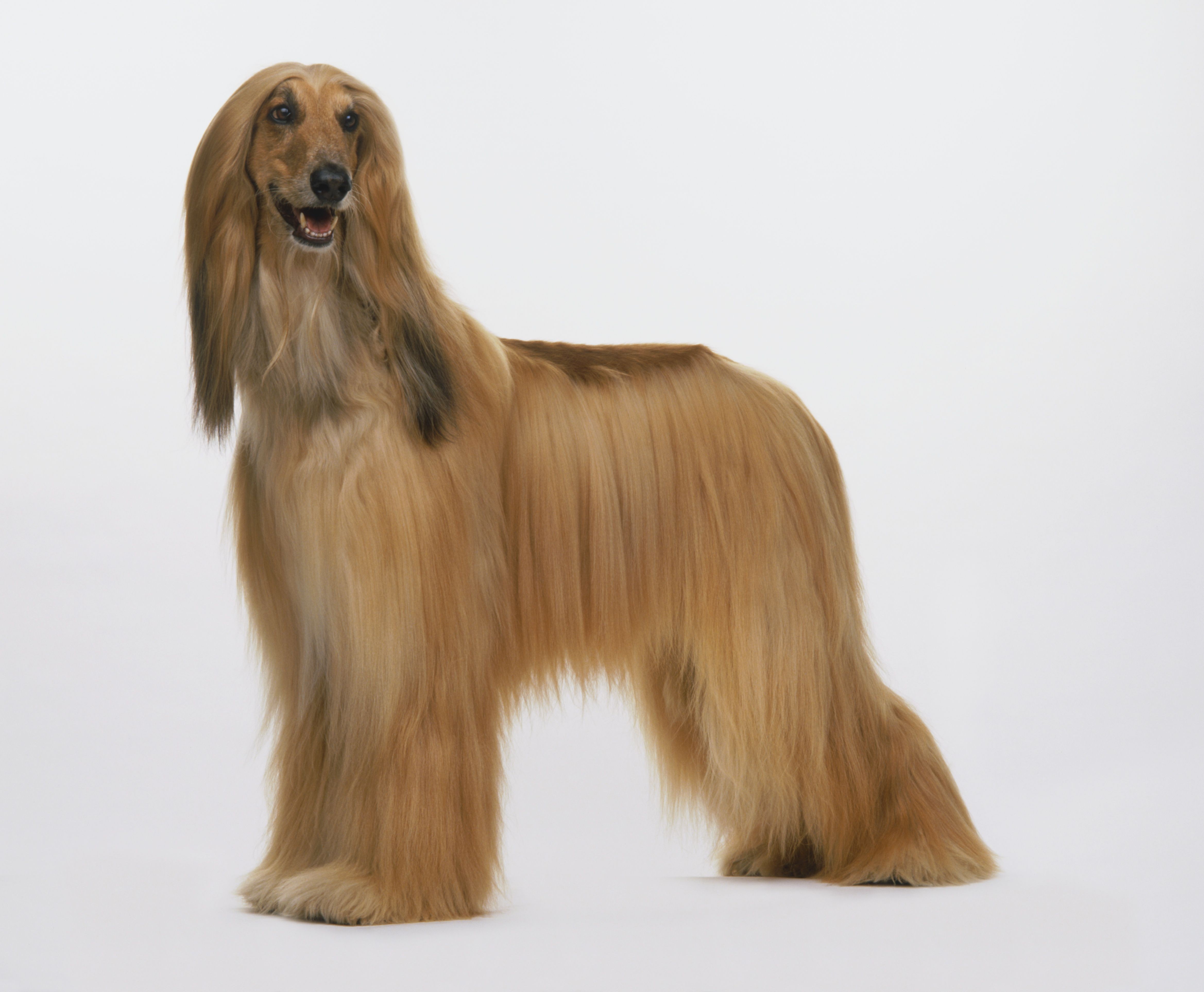 Top 10 Low‑Shedding Dog Breeds for Allergy‑Friendly Homes