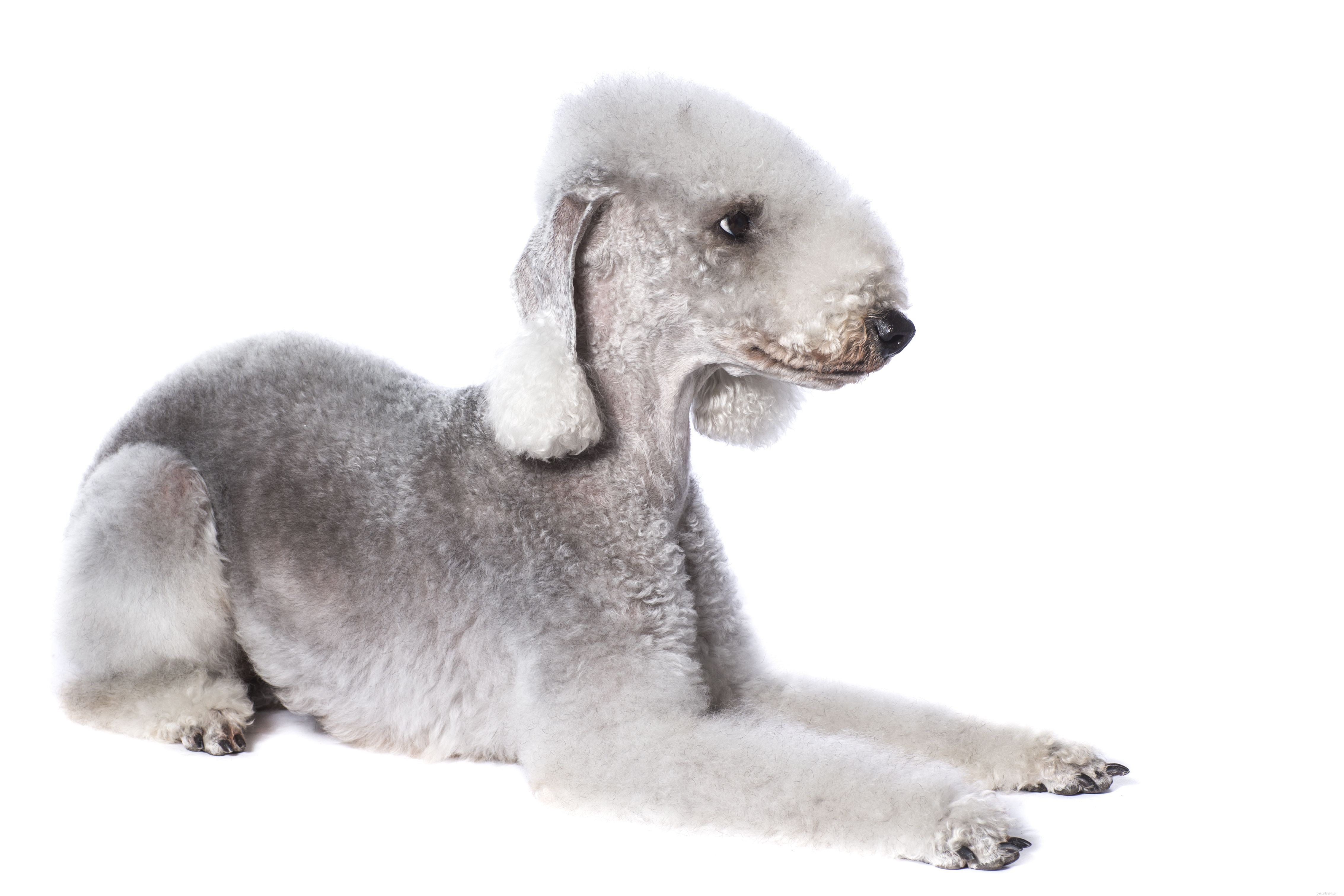 Top 10 Low‑Shedding Dog Breeds for Allergy‑Friendly Homes
