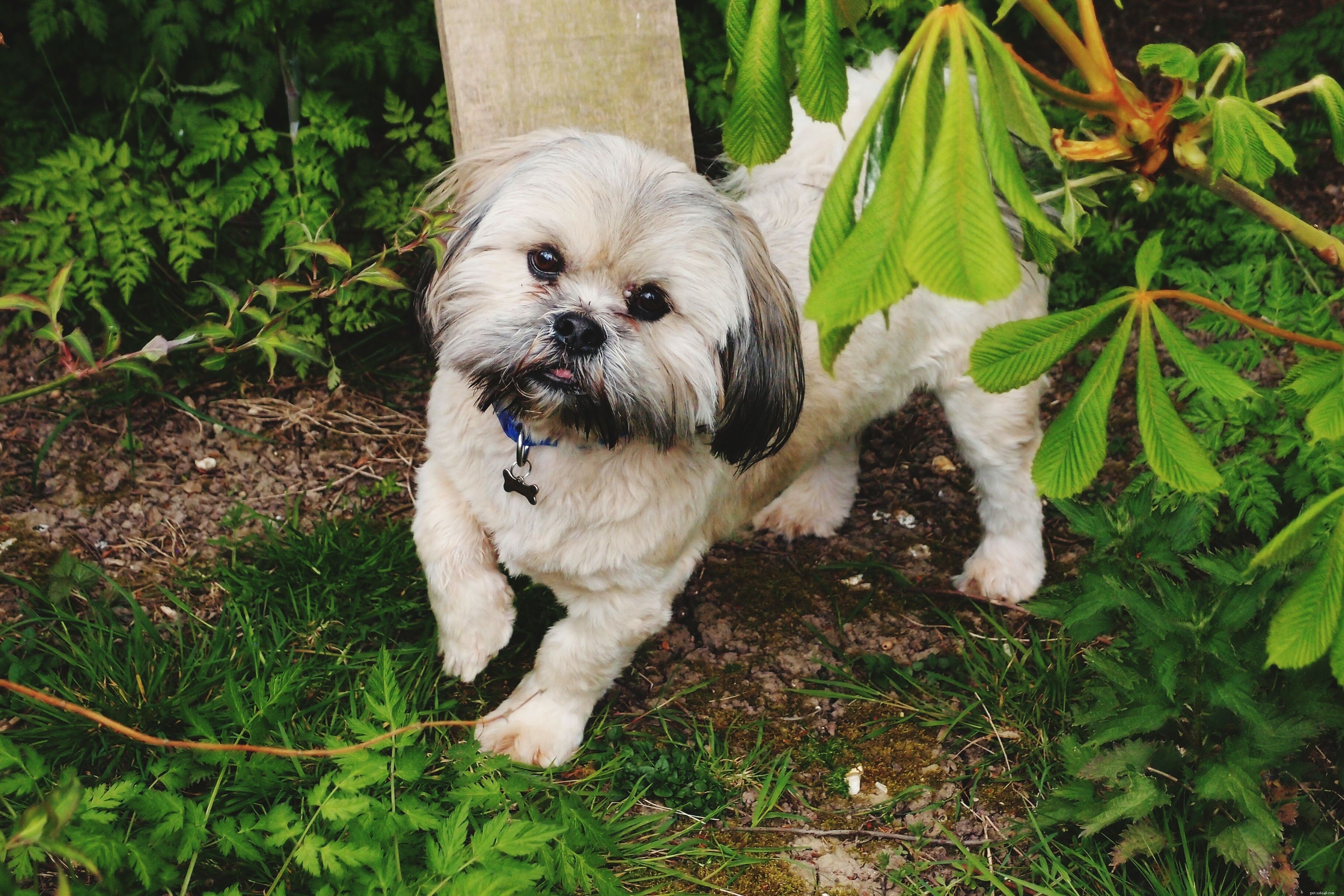 Top 10 Low‑Shedding Dog Breeds for Allergy‑Friendly Homes