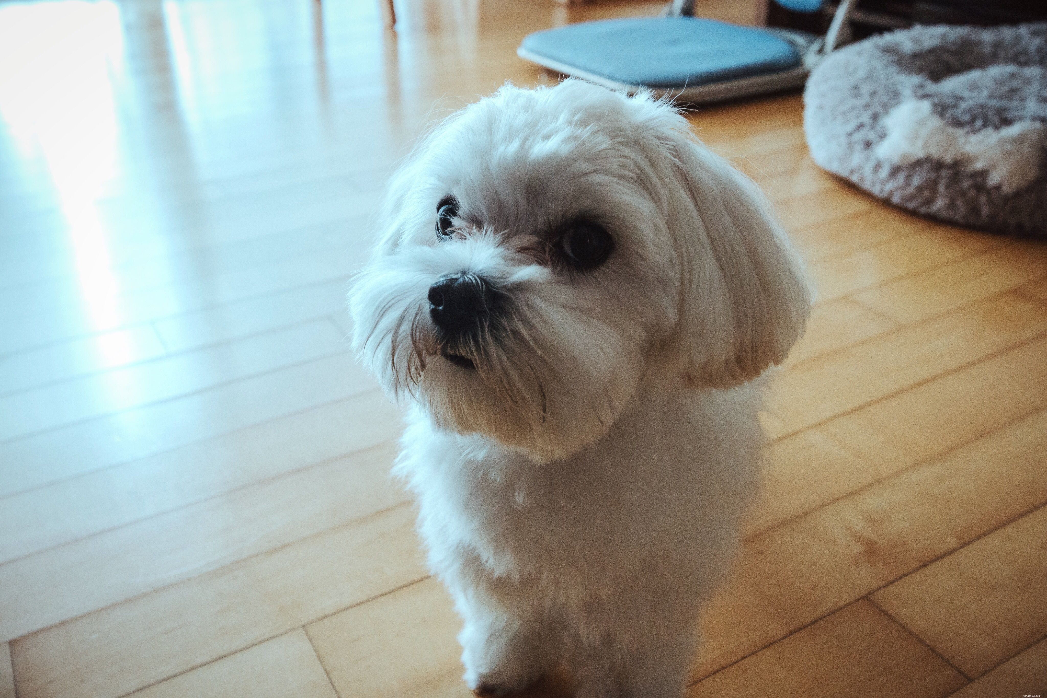 Top 10 Low‑Shedding Dog Breeds for Allergy‑Friendly Homes