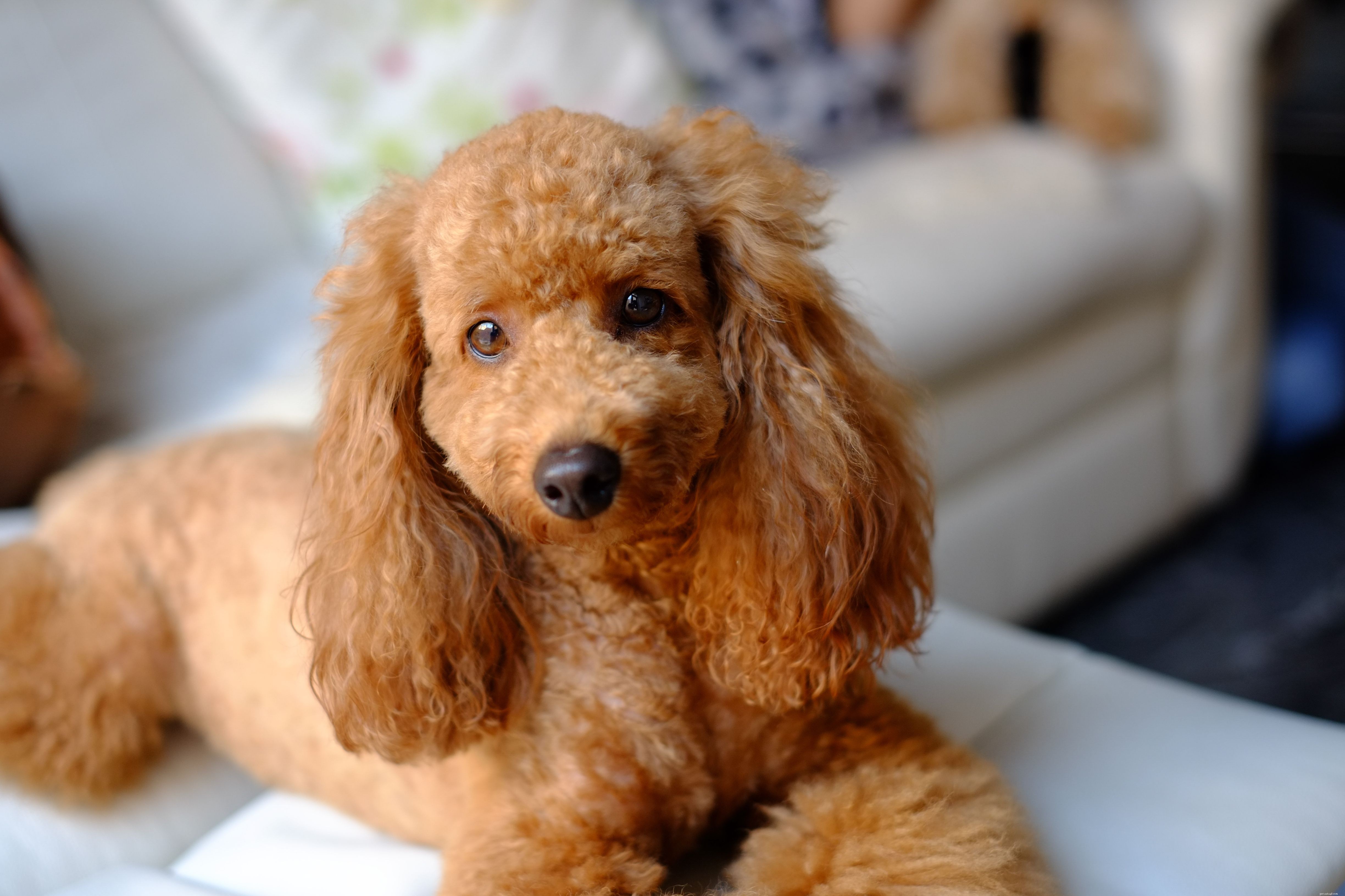Top 10 Low‑Shedding Dog Breeds for Allergy‑Friendly Homes