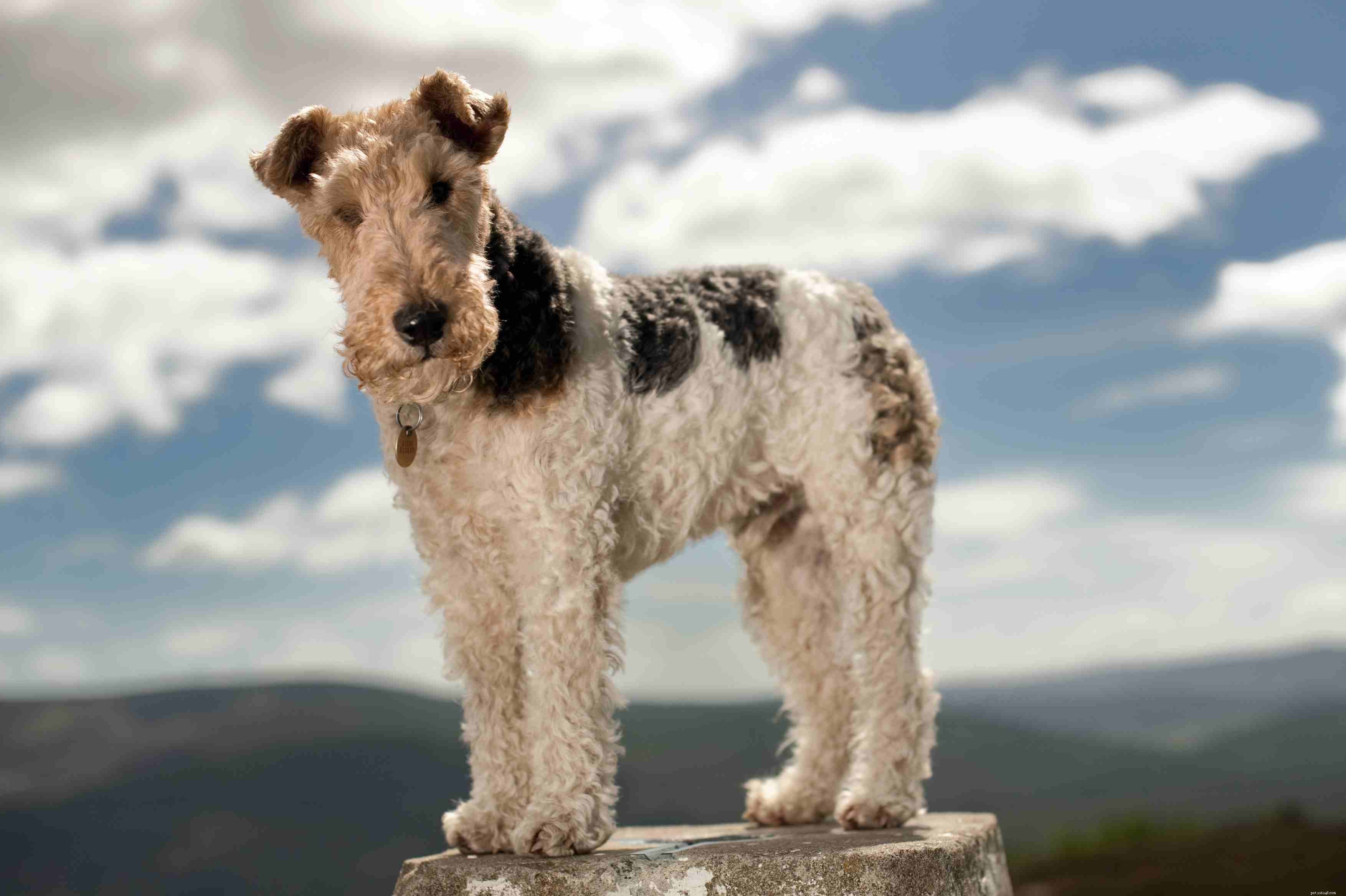 Top 10 Low‑Shedding Dog Breeds for Allergy‑Friendly Homes