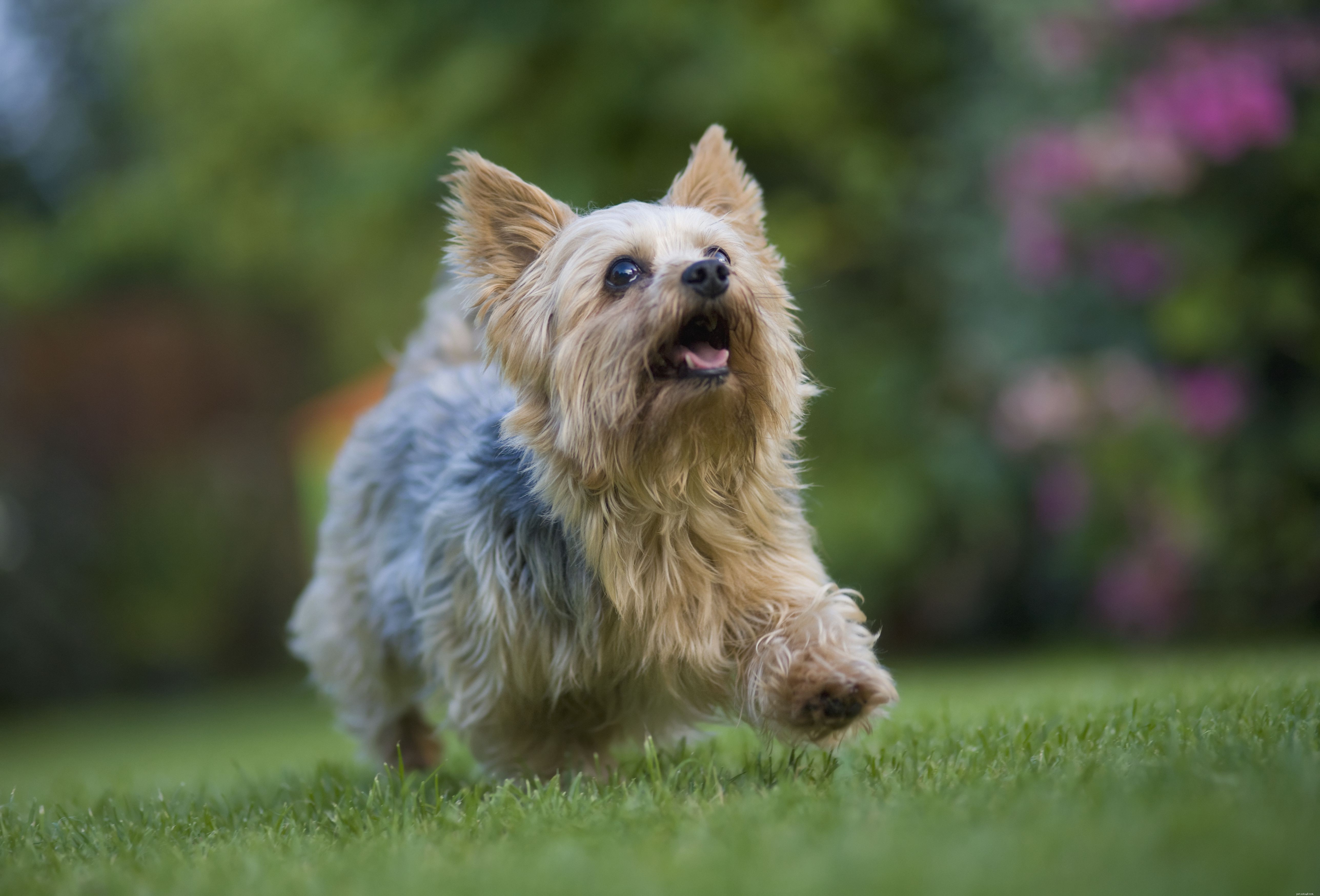 Top 10 Low‑Shedding Dog Breeds for Allergy‑Friendly Homes