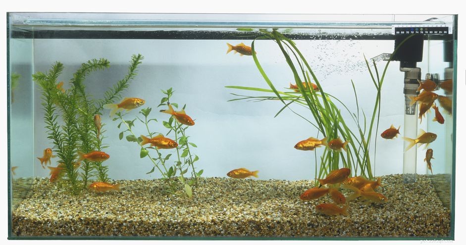 Aquarium Filtration Unveiled: The Three Key Systems for Crystal‑Clear Water