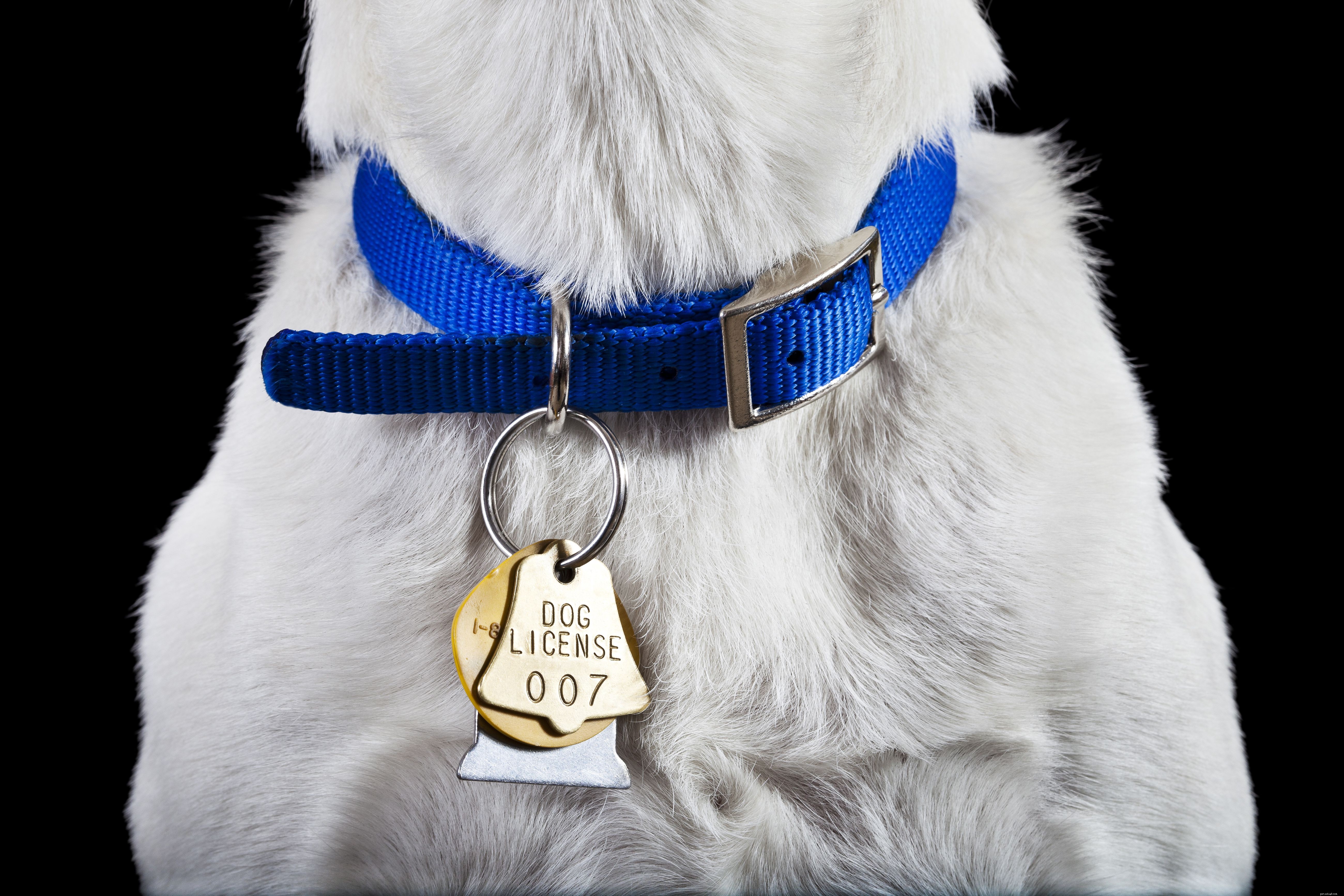 Explore 8 Essential Dog Collar Types for Style, Safety, and Training