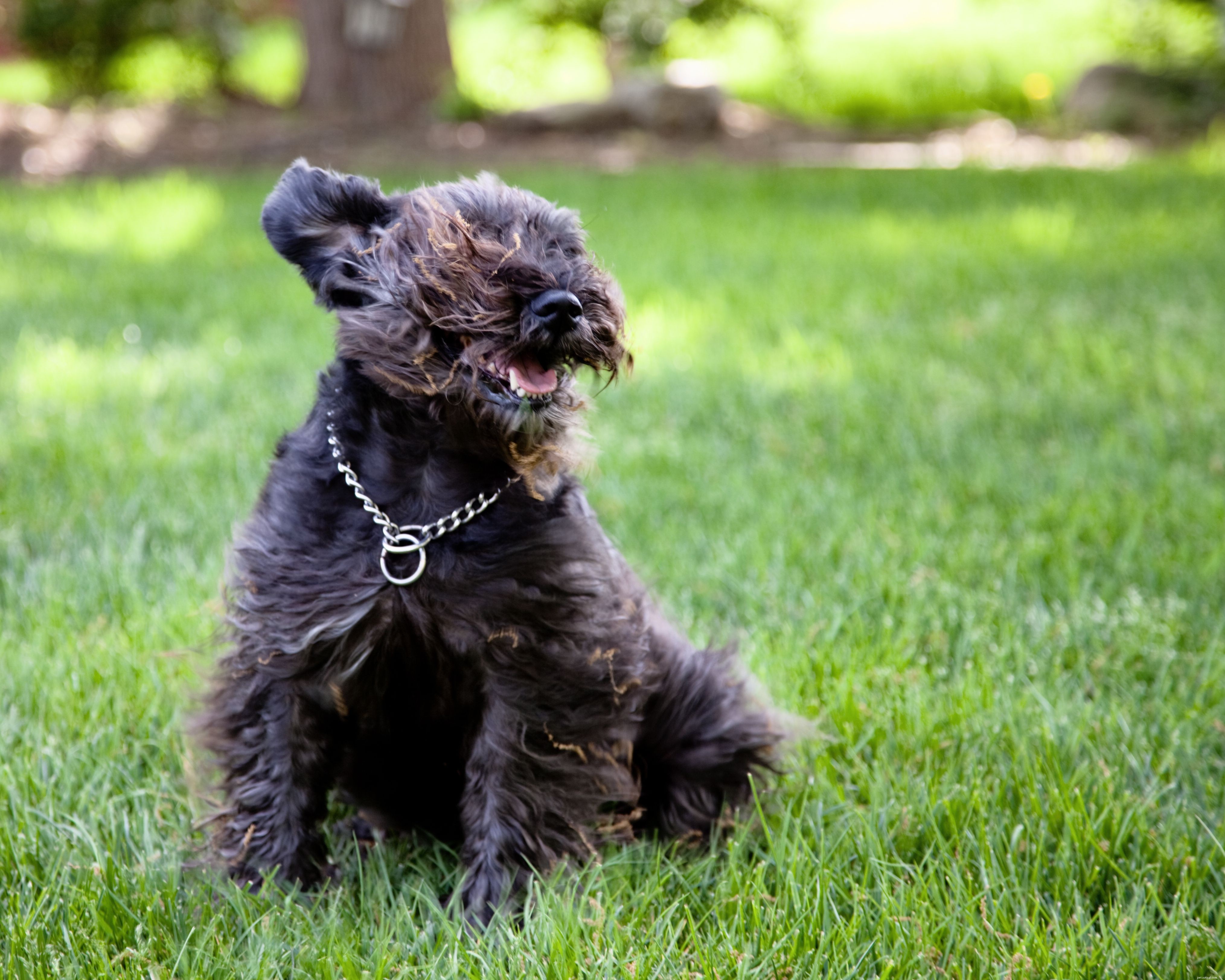 Explore 8 Essential Dog Collar Types for Style, Safety, and Training