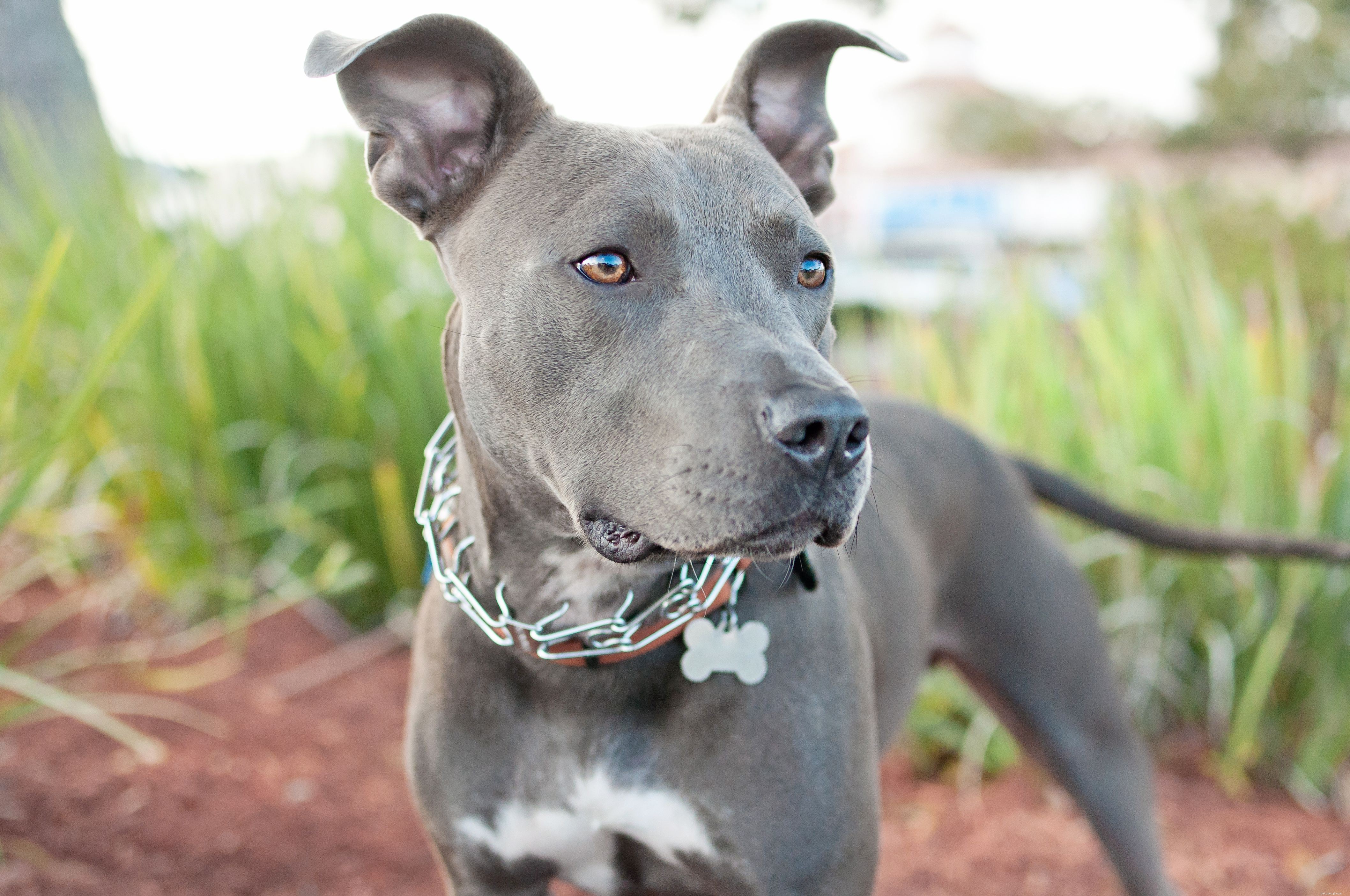 Explore 8 Essential Dog Collar Types for Style, Safety, and Training