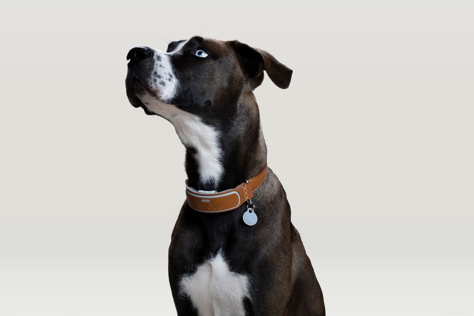 Explore 8 Essential Dog Collar Types for Style, Safety, and Training