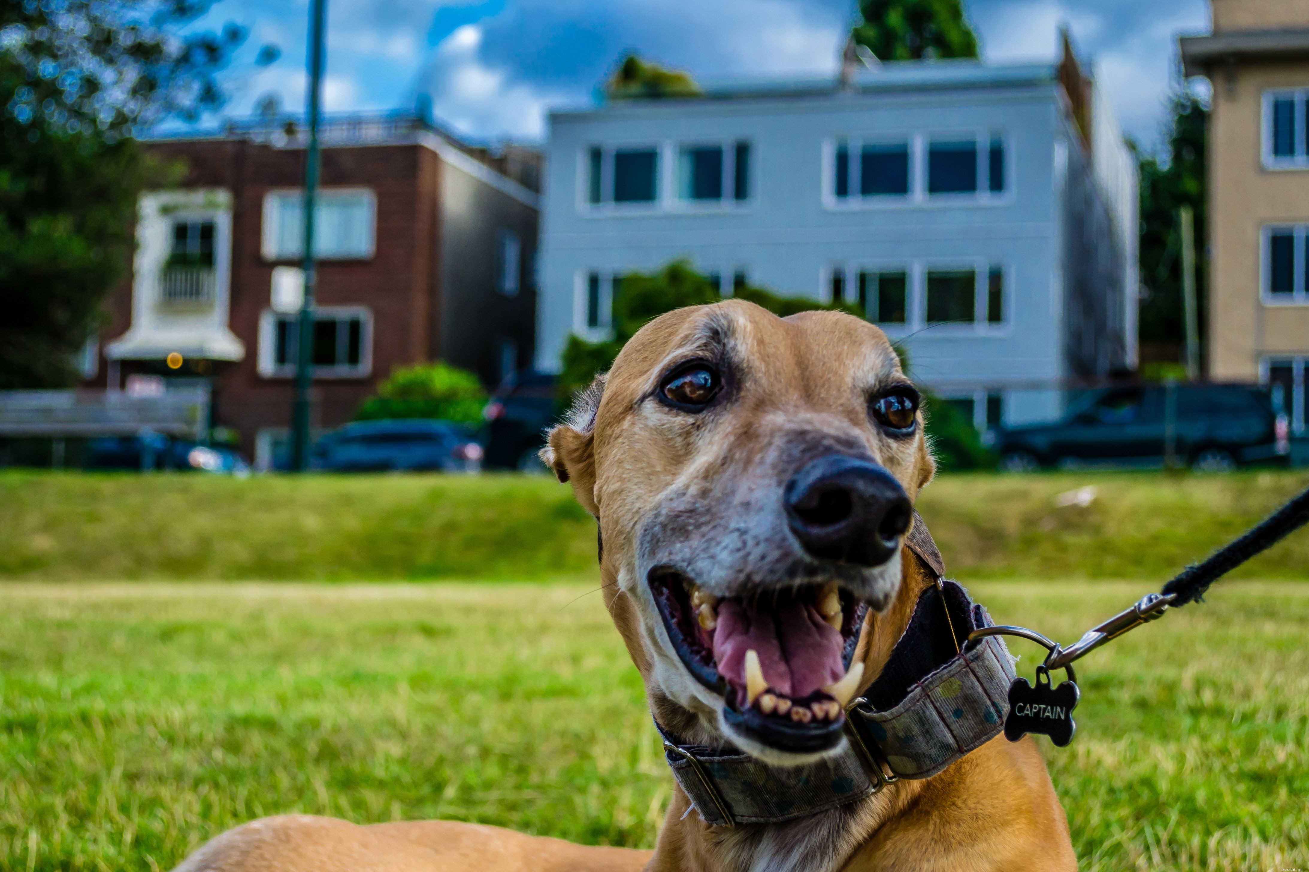 Explore 8 Essential Dog Collar Types for Style, Safety, and Training