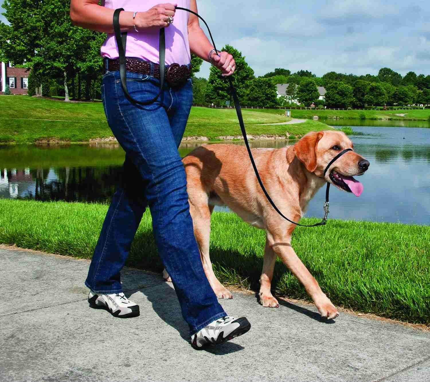 Explore 8 Essential Dog Collar Types for Style, Safety, and Training