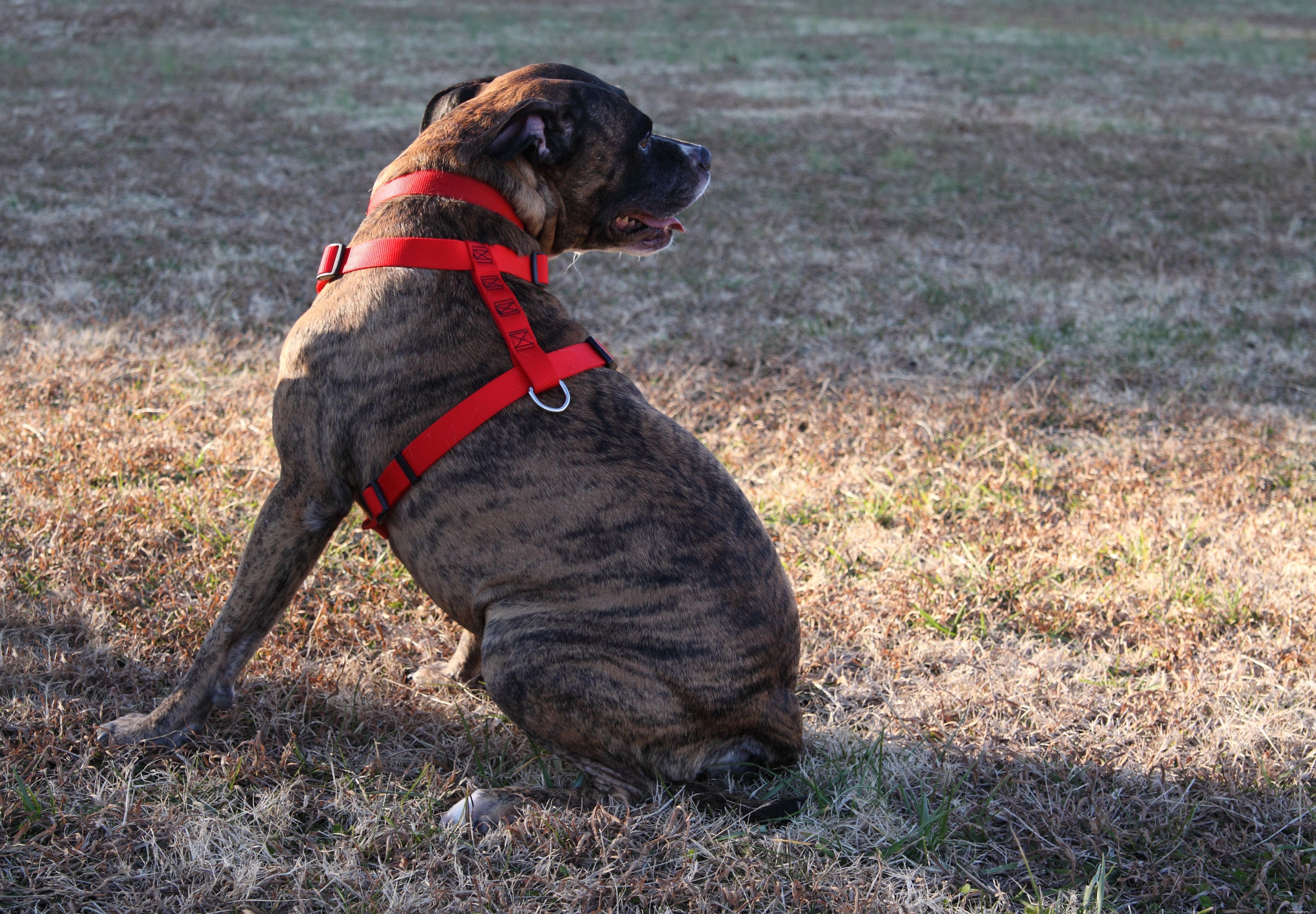 Explore 8 Essential Dog Collar Types for Style, Safety, and Training