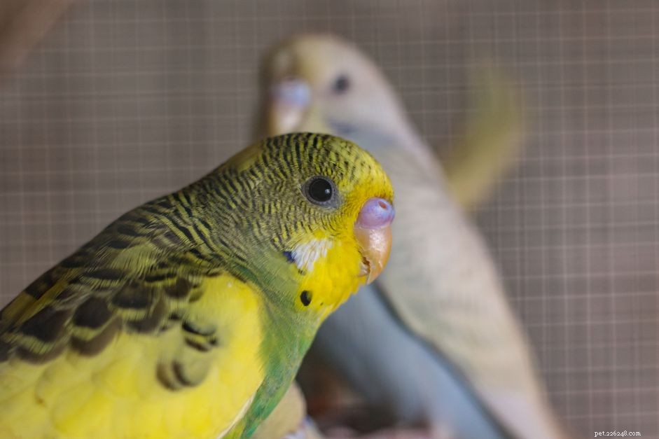 What Is a Bird’s Cere? Functions, Scent, and Sex Identification