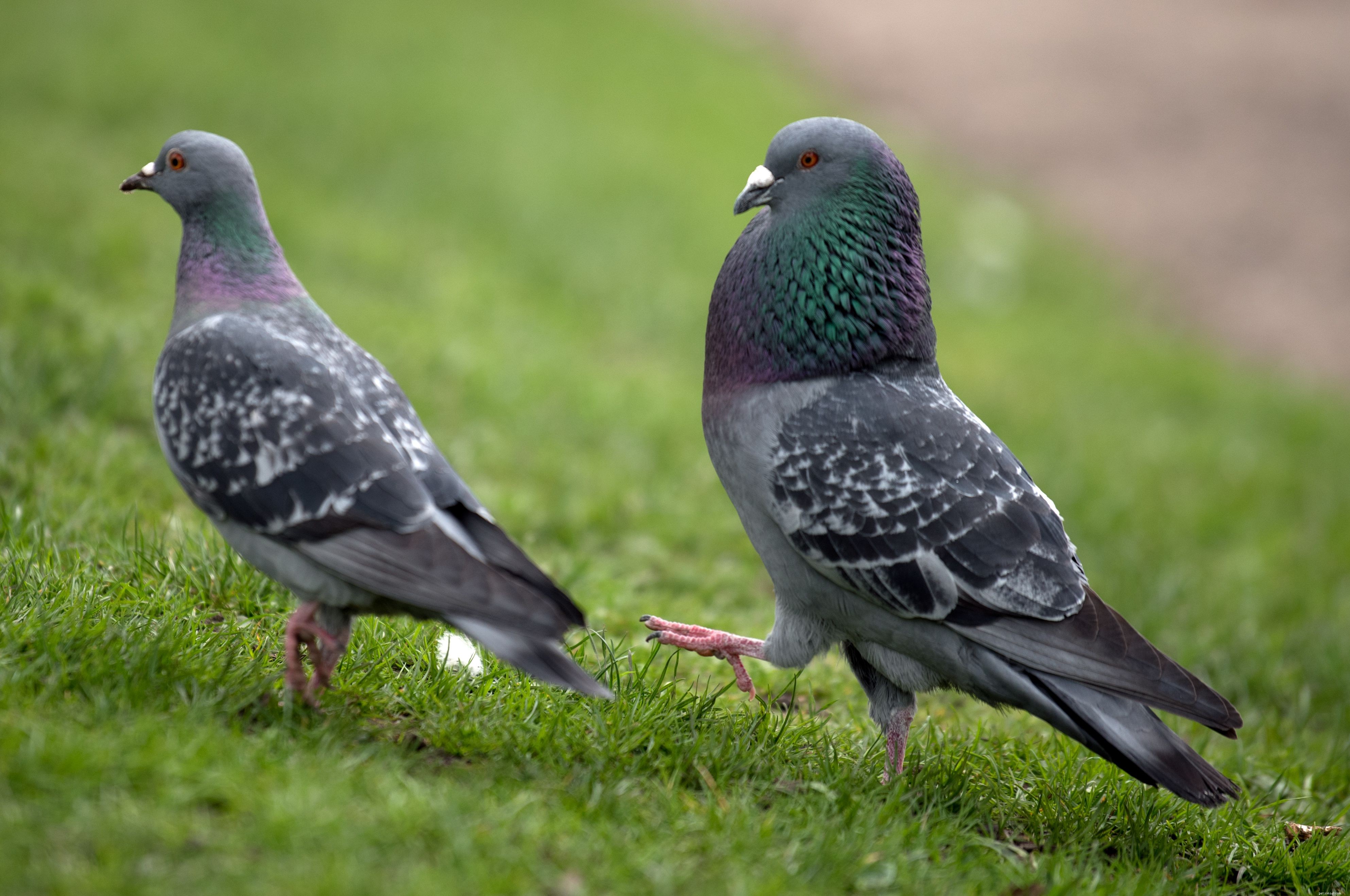 What Is a Bird’s Cere? Functions, Scent, and Sex Identification
