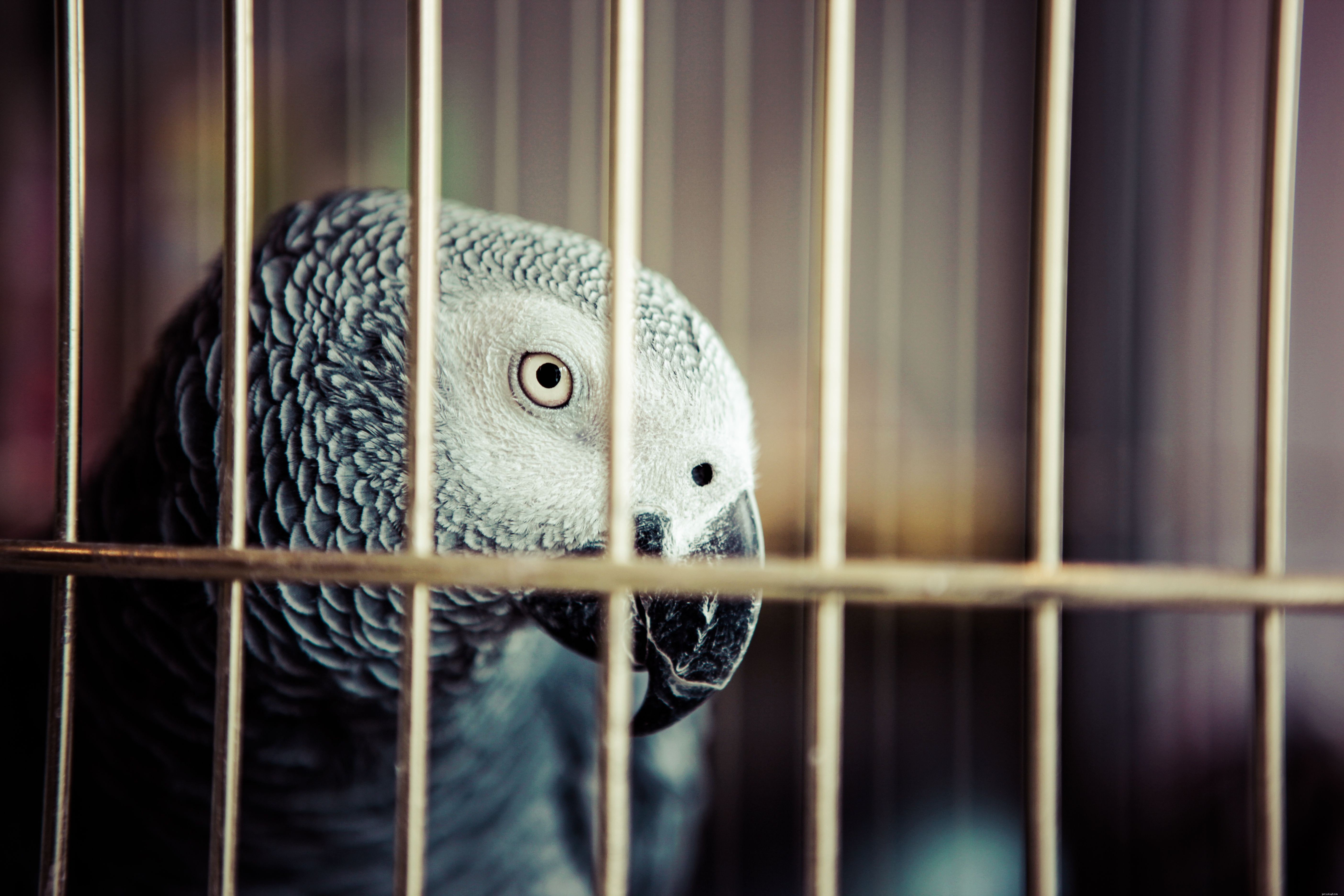 What Is a Bird’s Cere? Functions, Scent, and Sex Identification