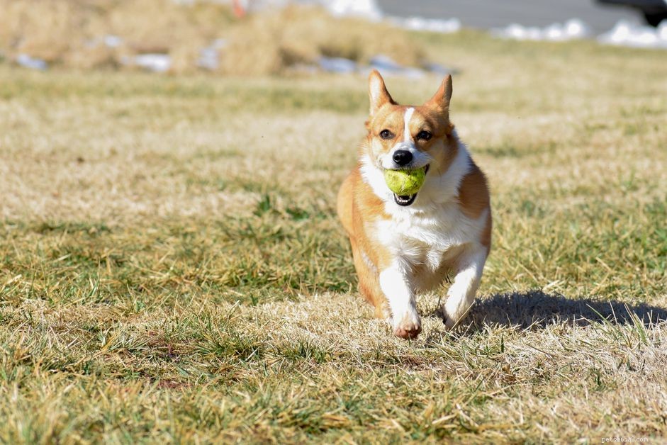 Top 10 Playful Dog Breeds for Active Families