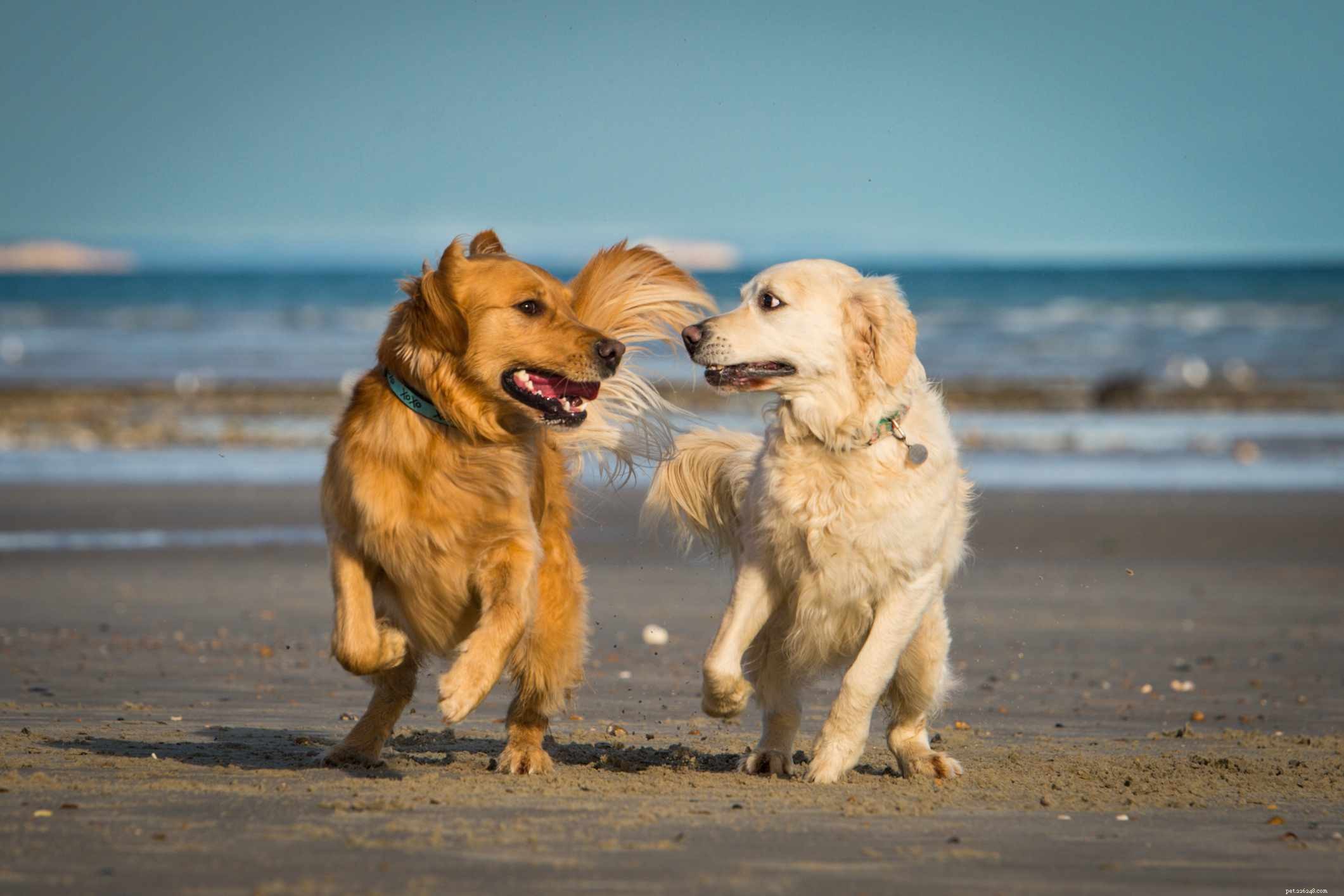 Top 10 Playful Dog Breeds for Active Families