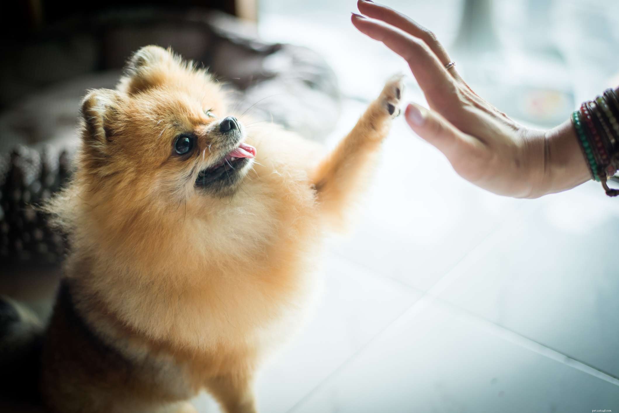 Top 10 Playful Dog Breeds for Active Families