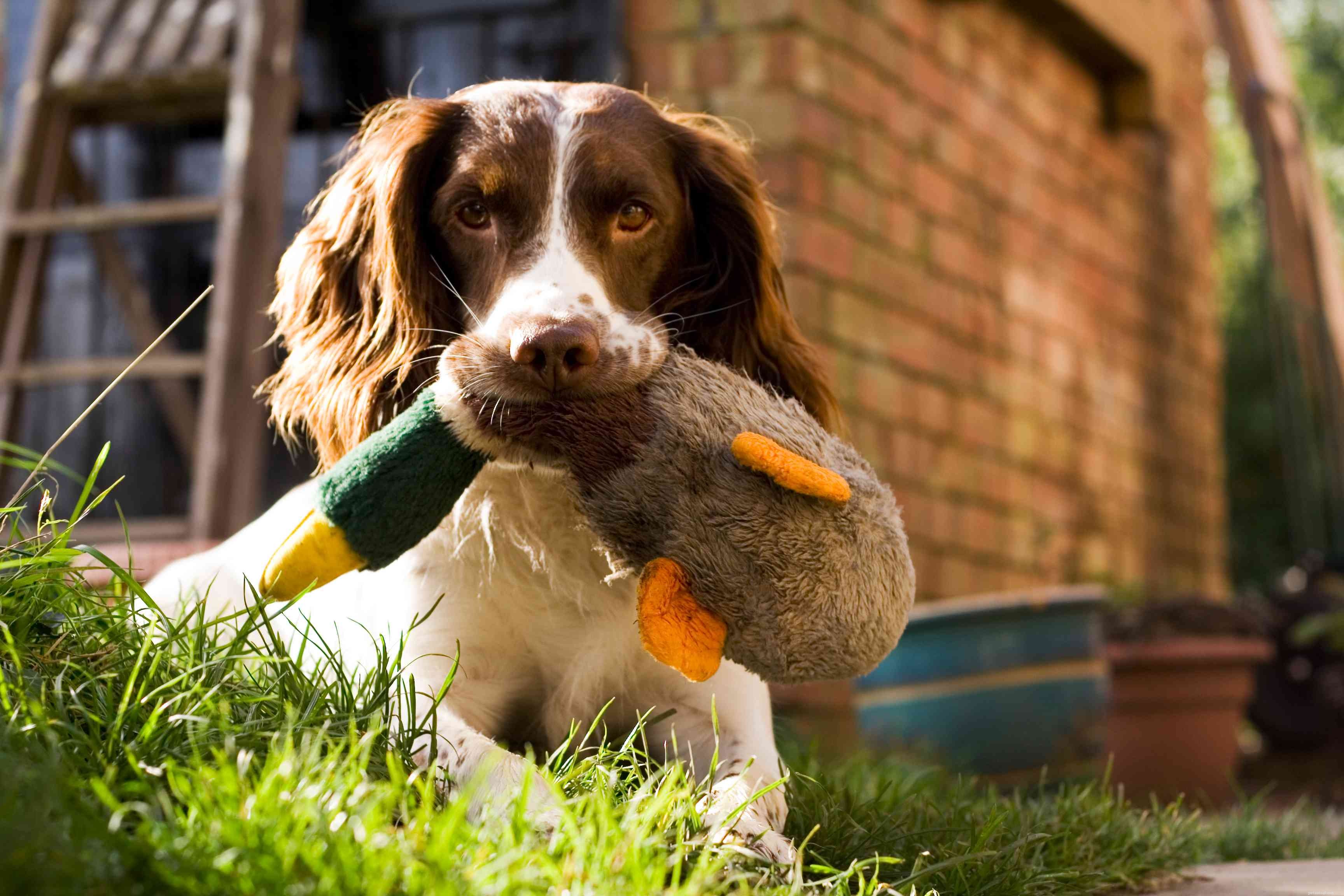 Top 10 Playful Dog Breeds for Active Families