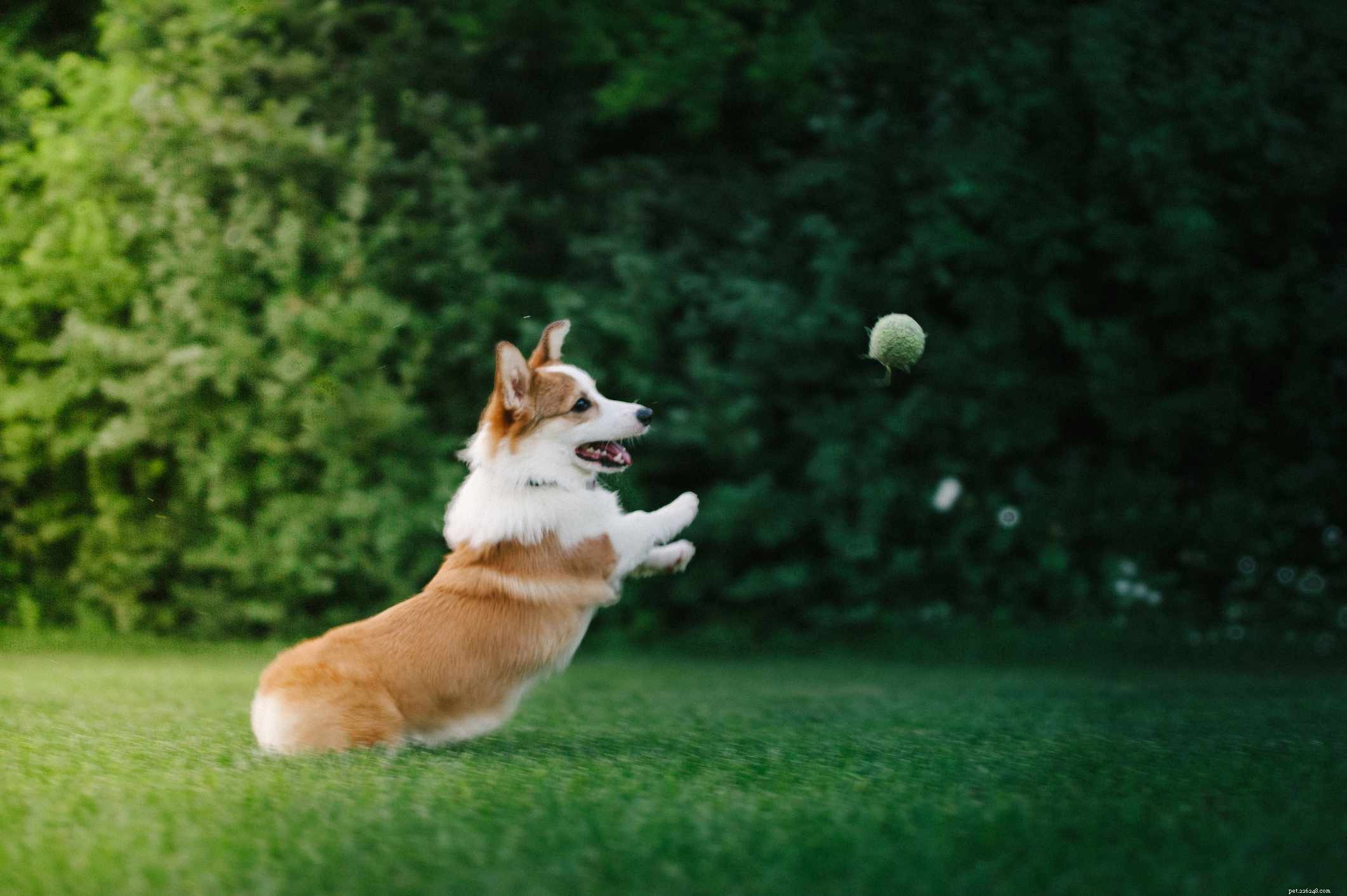 Top 10 Playful Dog Breeds for Active Families