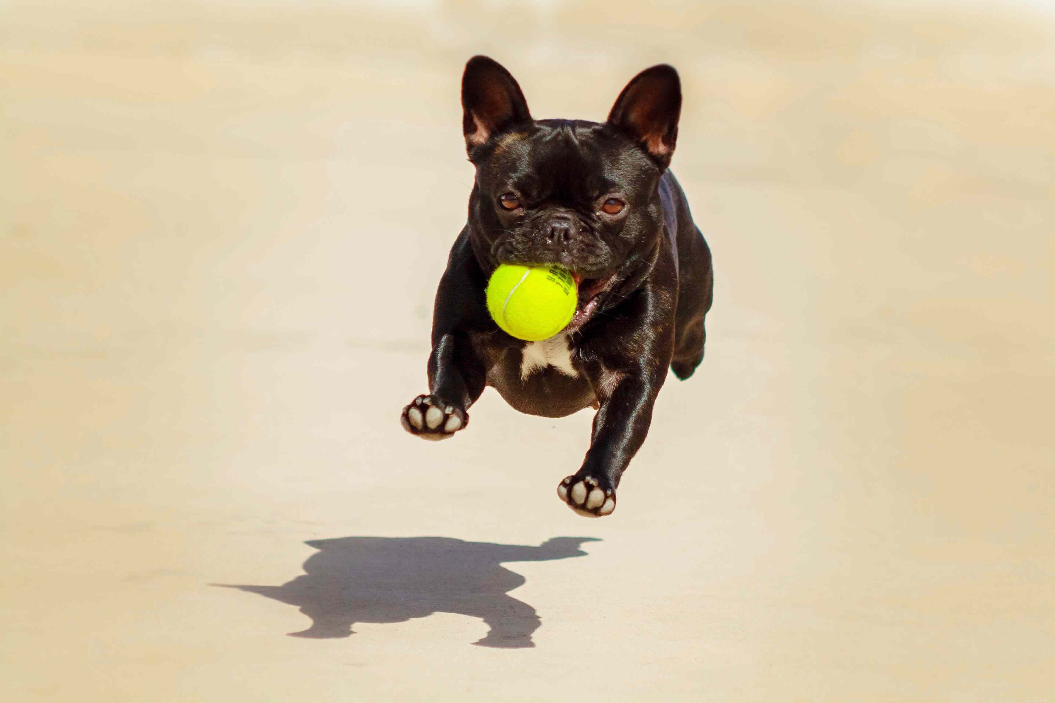 Top 10 Playful Dog Breeds for Active Families