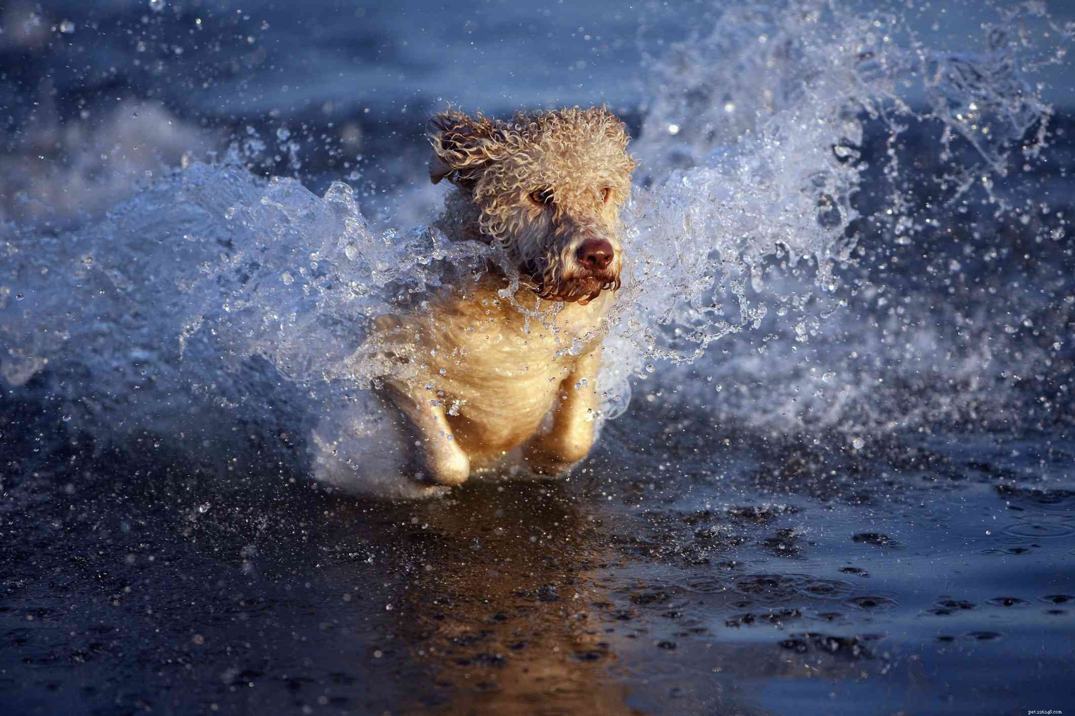 Top 10 Playful Dog Breeds for Active Families