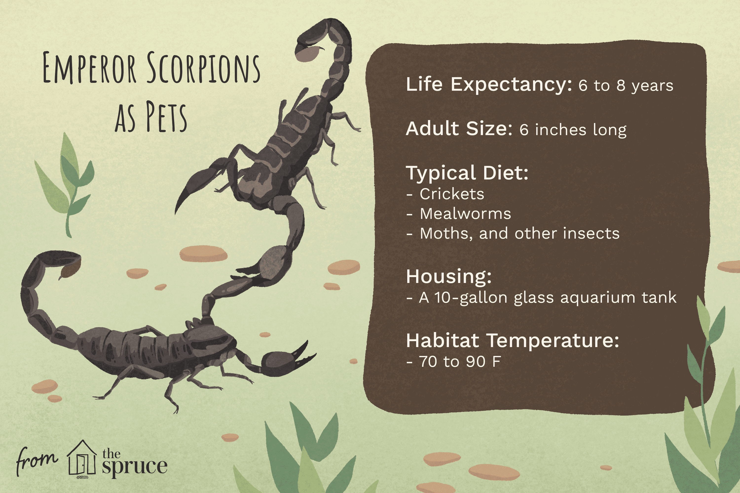 Is an Emperor Scorpion Right for You? Expert Guide to Care, Behavior & Commitment