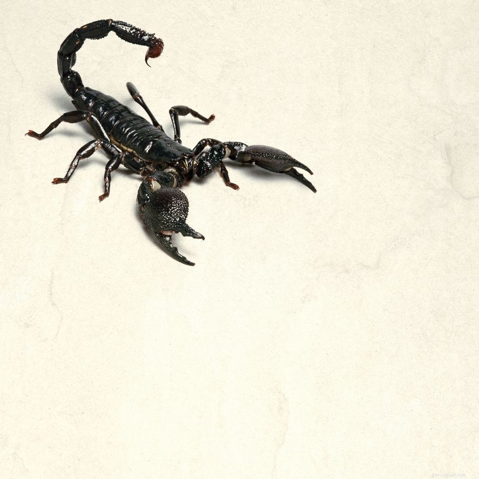 Is an Emperor Scorpion Right for You? Expert Guide to Care, Behavior & Commitment