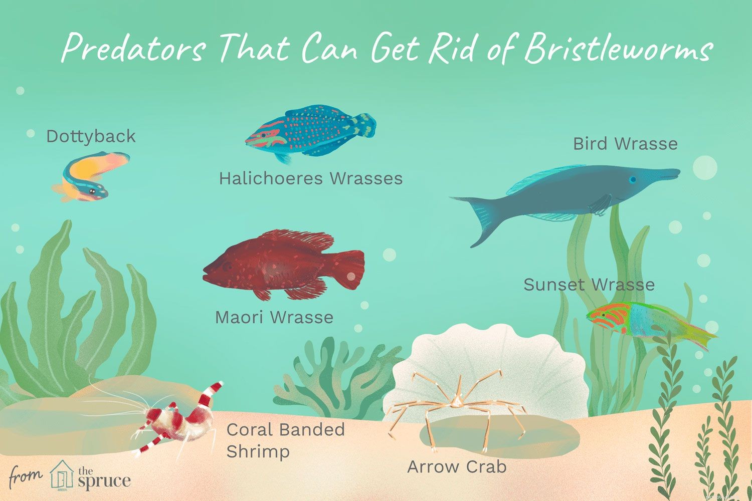 Bristleworms 101: Their Benefits, Risks, and How to Identify Them in Your Aquarium