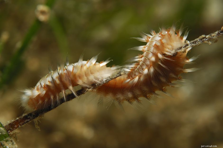 Bristleworms 101: Their Benefits, Risks, and How to Identify Them in Your Aquarium