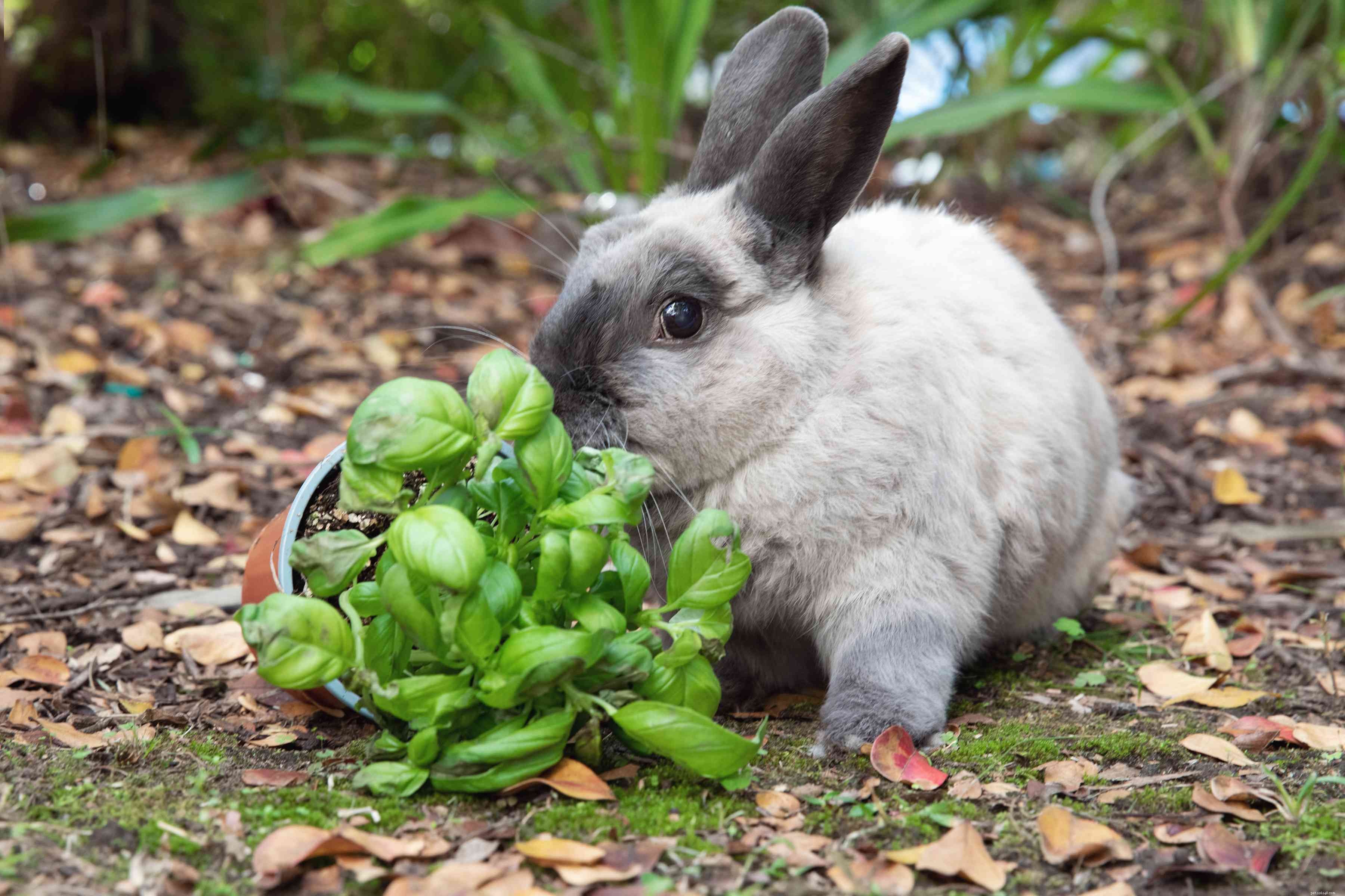 Choosing Safe Wood for Rabbits: A Guide to Healthy Chewing