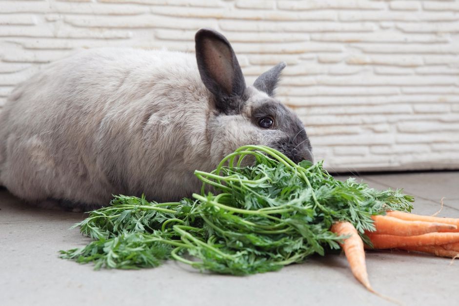 Choosing Safe Wood for Rabbits: A Guide to Healthy Chewing