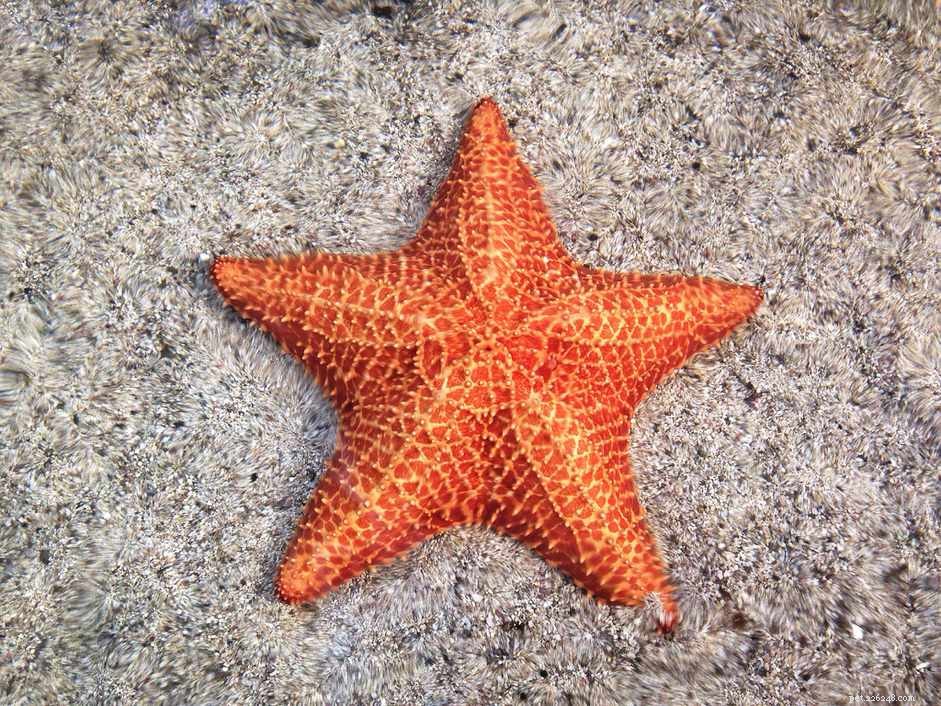 How to Safely Add Starfish to Your Saltwater Aquarium