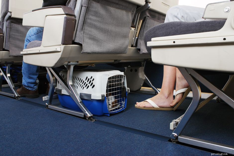 Flying with Your Dog: A Comprehensive Guide to Pet-Friendly Air Travel