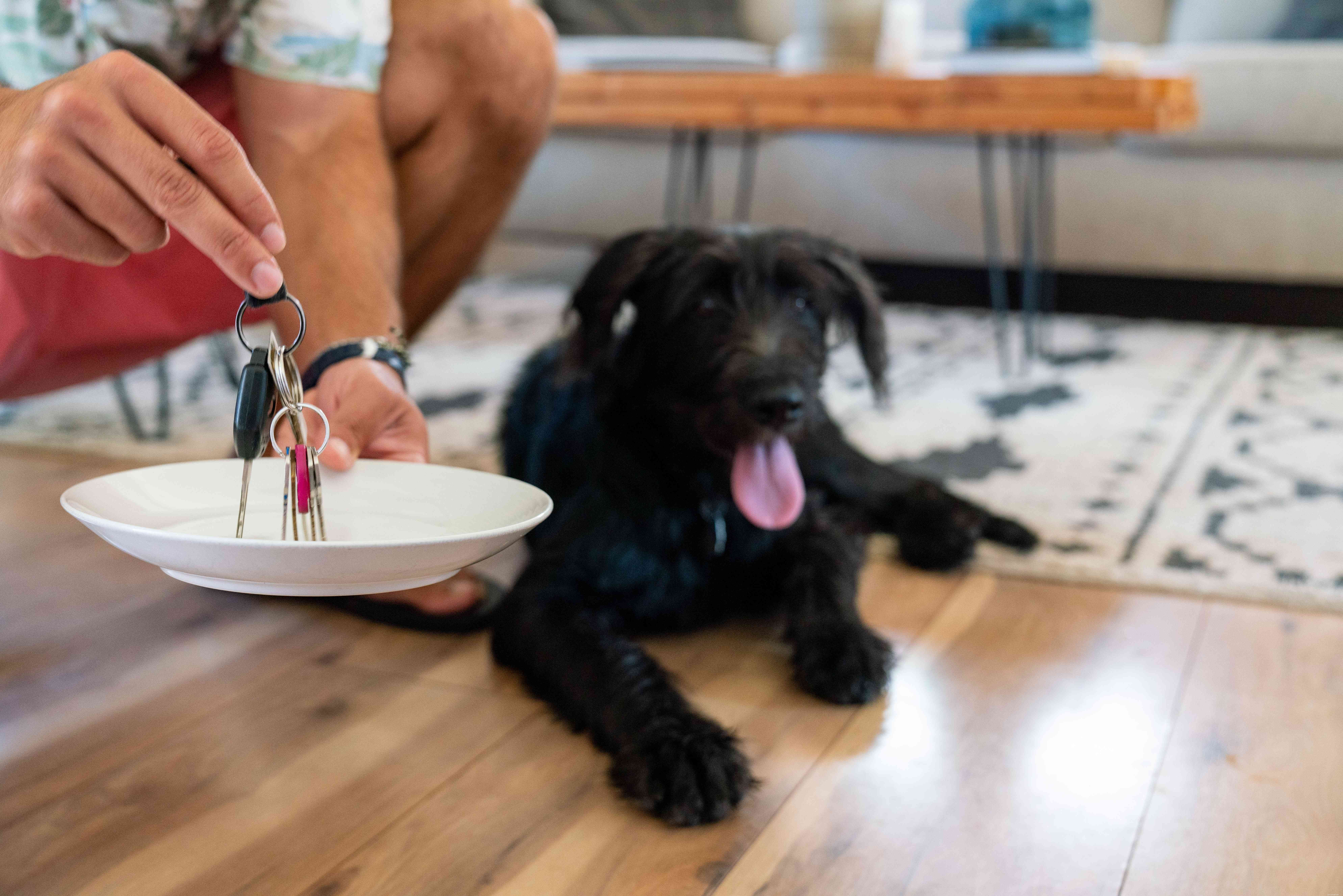 Predict Your Puppy’s Temperament and Personality with Proven Tests