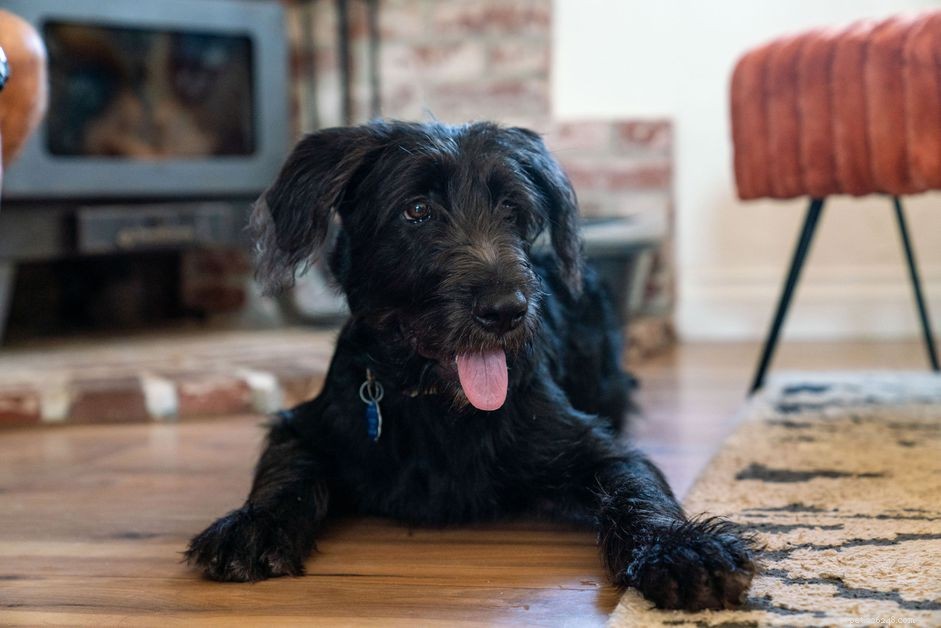 Predict Your Puppy’s Temperament and Personality with Proven Tests