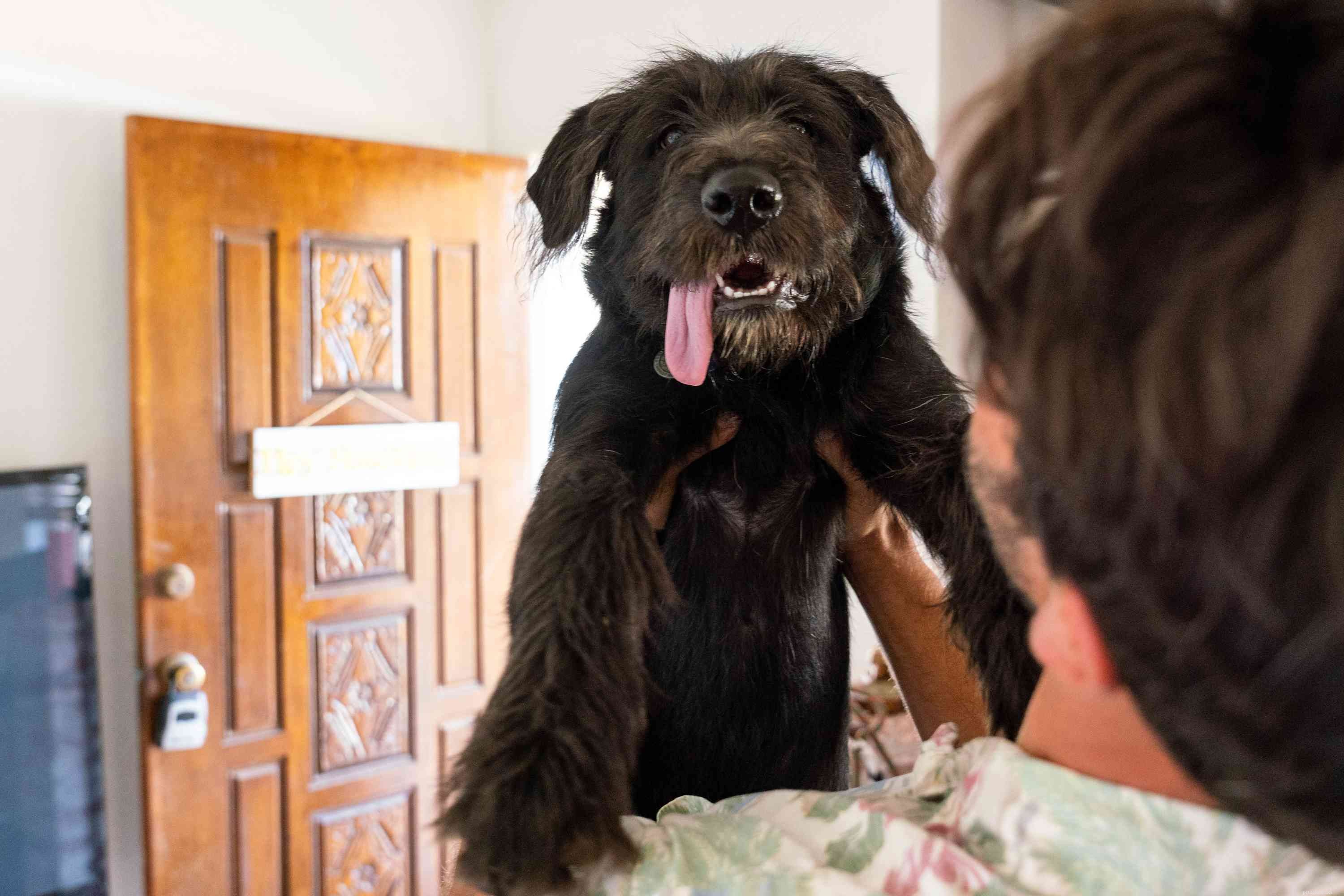 Predict Your Puppy’s Temperament and Personality with Proven Tests