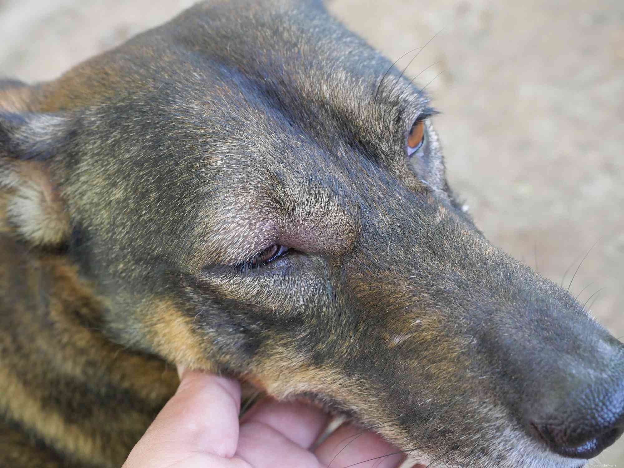 How to Safely Address Swollen Dog Eyes: Quick Action Steps
