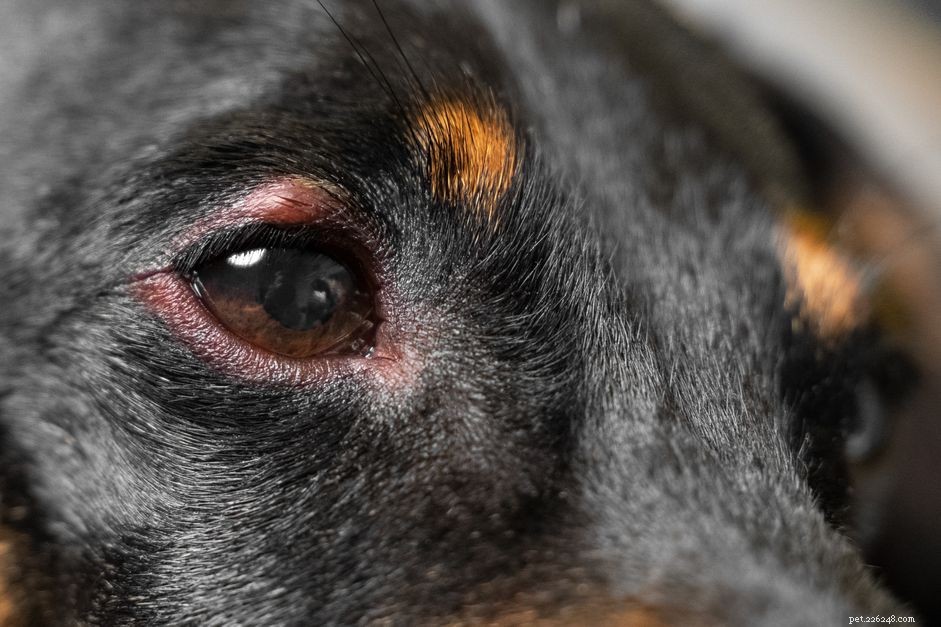 How to Safely Address Swollen Dog Eyes: Quick Action Steps