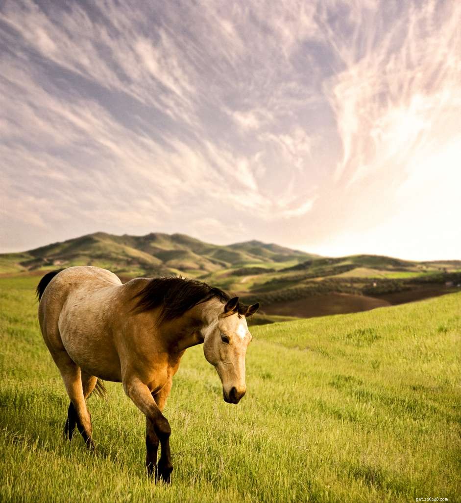 Discover the Tennessee Walking Horse: Comfort, Style, and Heritage