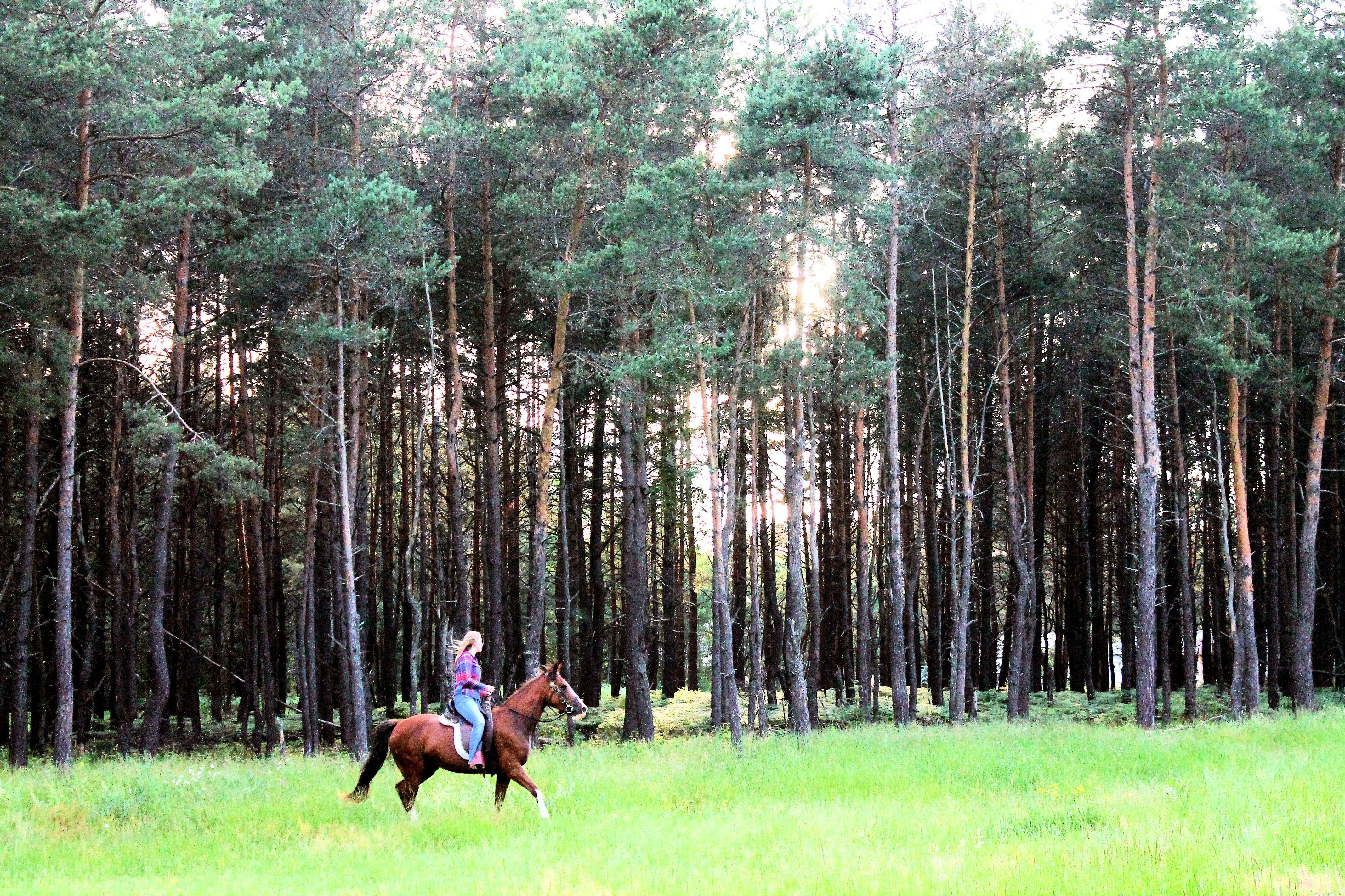 Discover the Tennessee Walking Horse: Comfort, Style, and Heritage