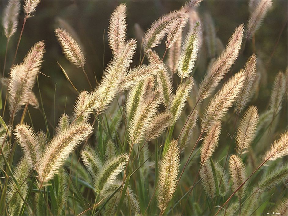 Protect Your Dog from Foxtail & Cheatgrass Infections: Expert Prevention Guide