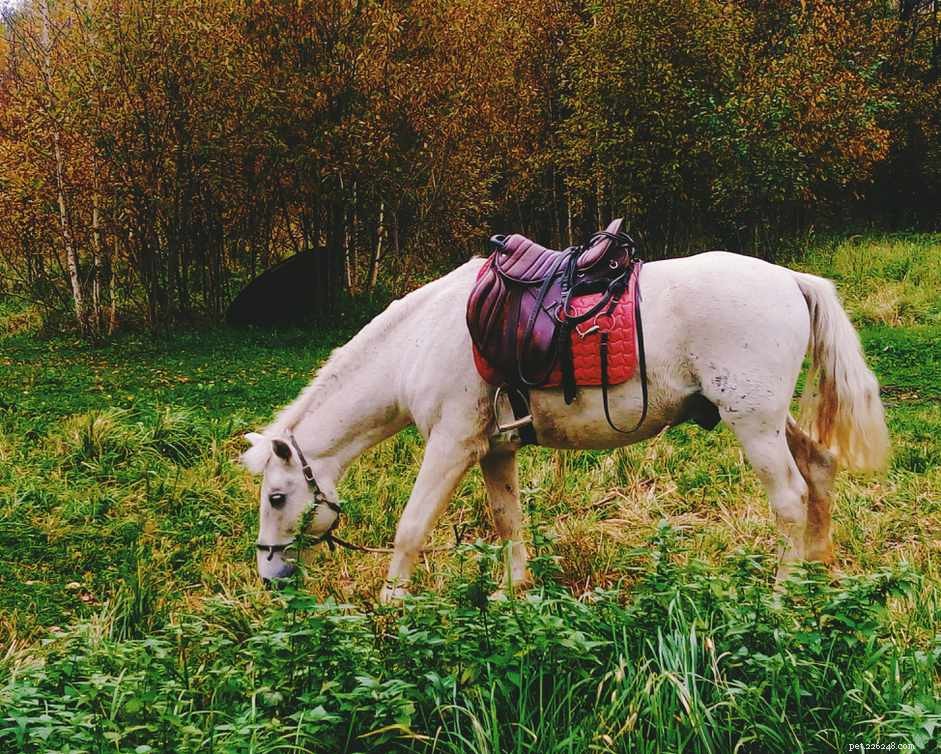 Modern Treeless Saddles: Design, Materials, and Benefits