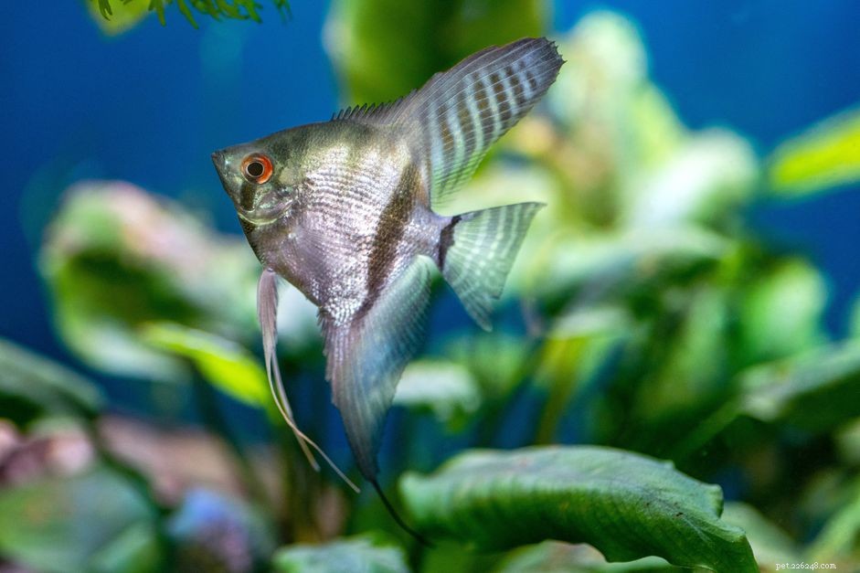 Top 10 Angelfish for Freshwater Aquariums: Colorful & Easy to Care