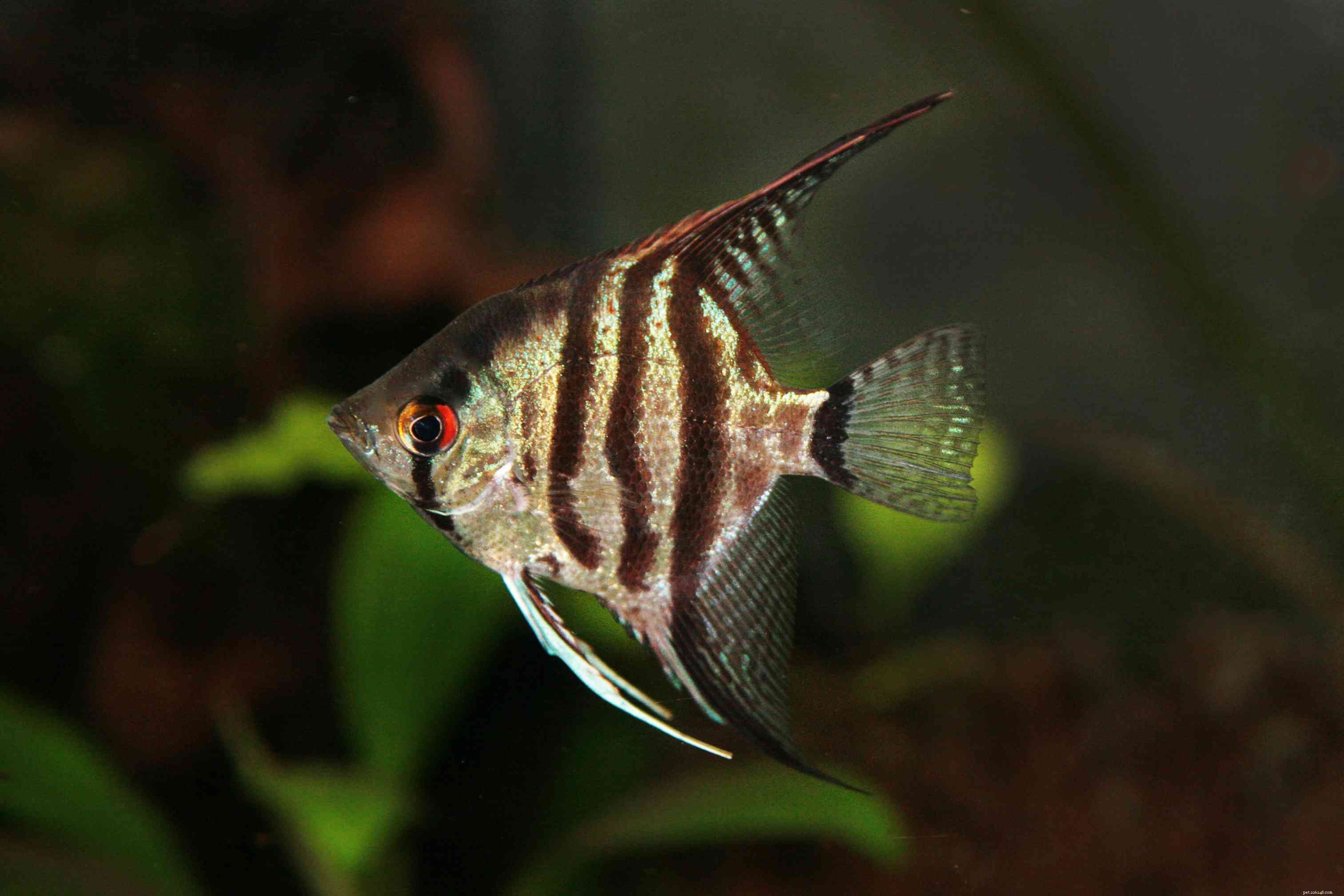 Top 10 Angelfish for Freshwater Aquariums: Colorful & Easy to Care