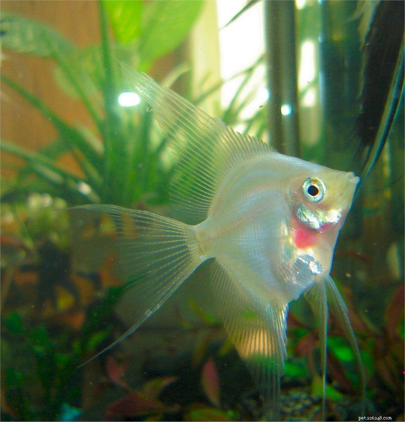 Top 10 Angelfish for Freshwater Aquariums: Colorful & Easy to Care