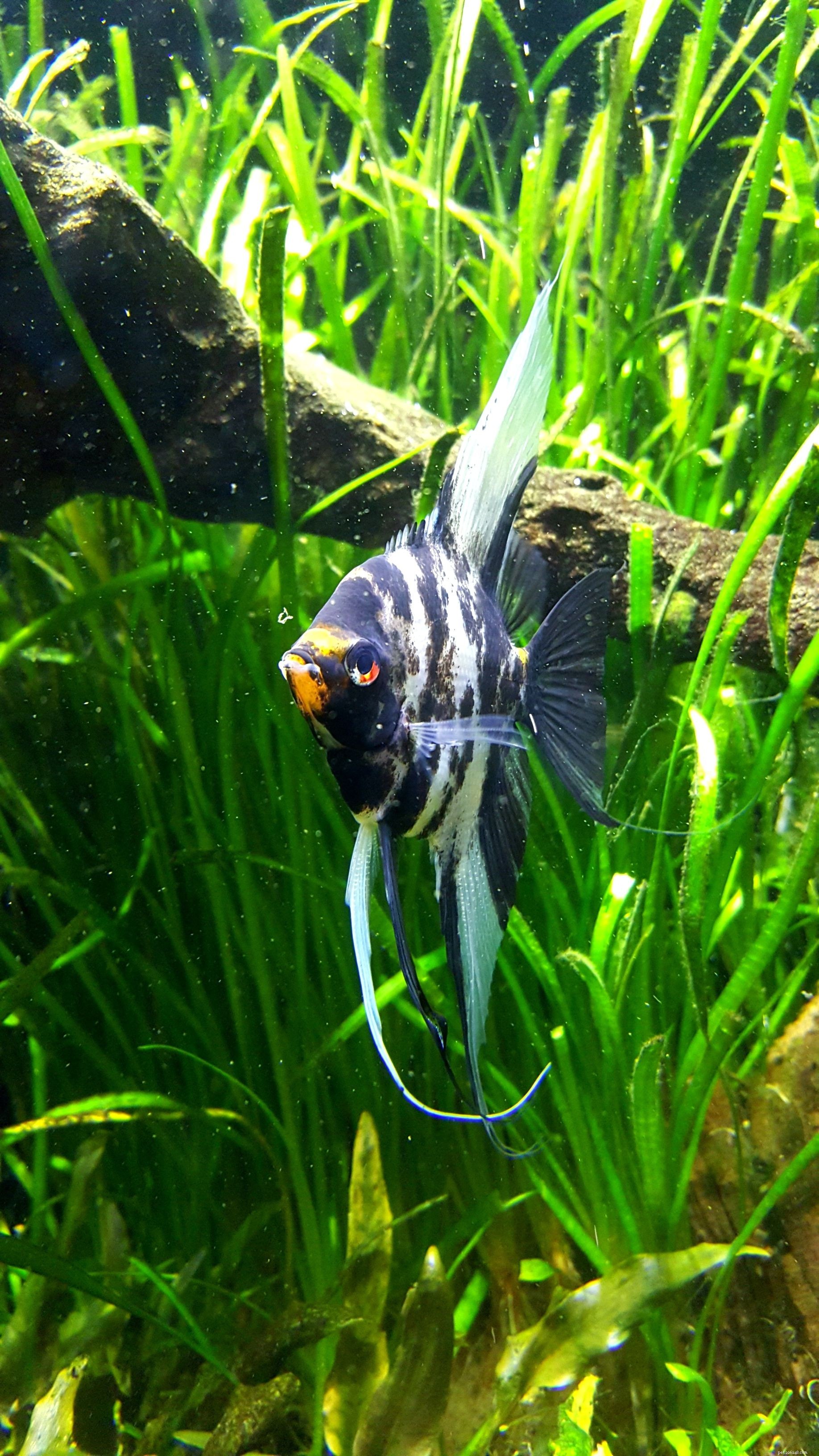Top 10 Angelfish for Freshwater Aquariums: Colorful & Easy to Care