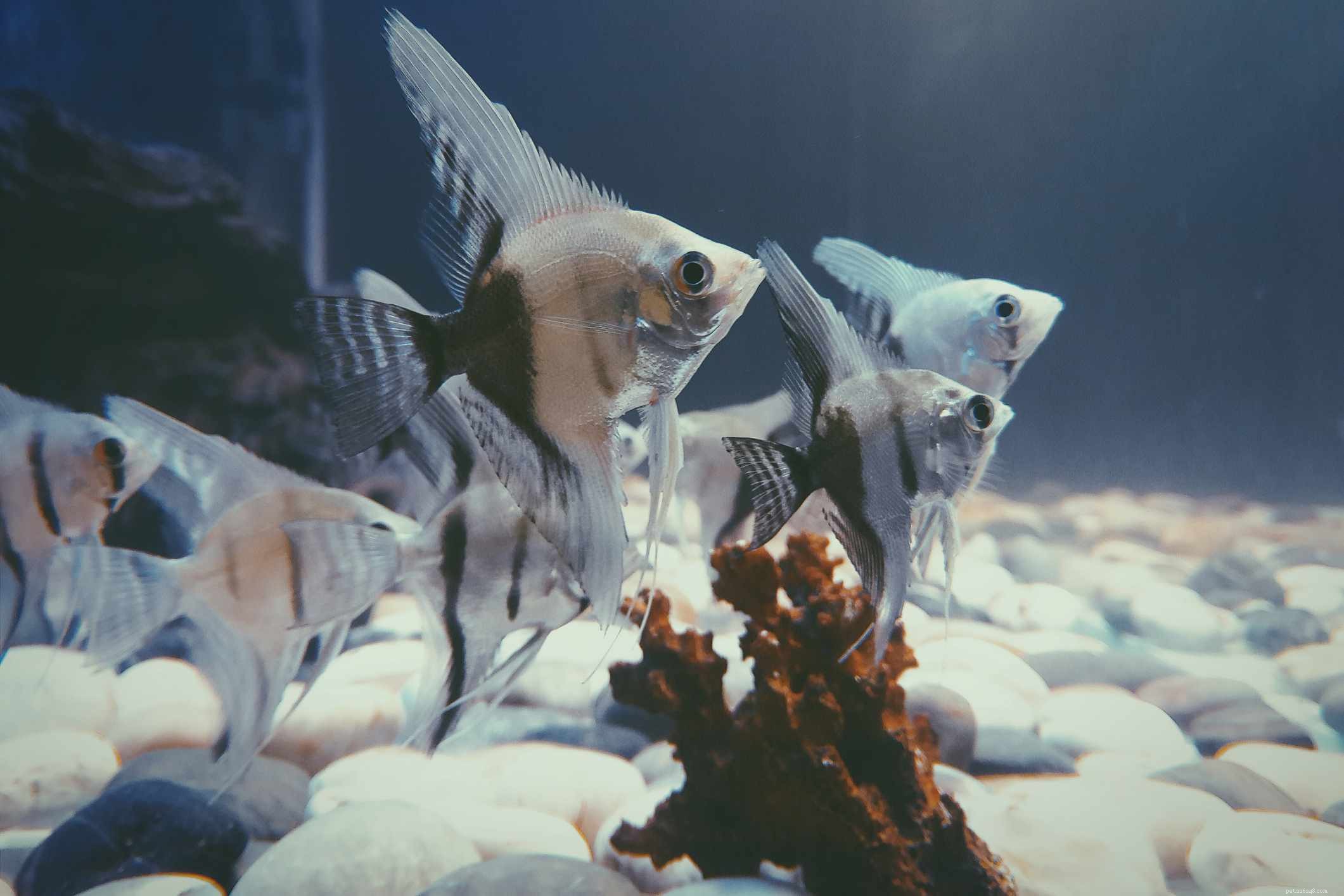 Top 10 Angelfish for Freshwater Aquariums: Colorful & Easy to Care