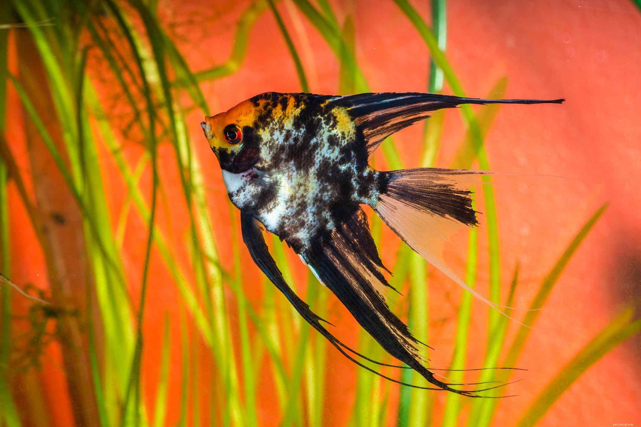 Top 10 Angelfish for Freshwater Aquariums: Colorful & Easy to Care